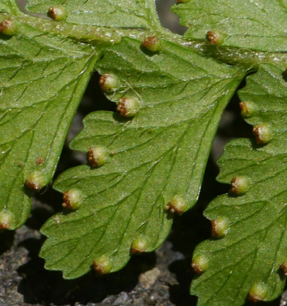 Squirrel's Foot Fern (Microlepia Strigosa) — consider its moderate growth rate and its mature spread of up to 4 feet wide; ideal for USDA hardiness zones 9 to