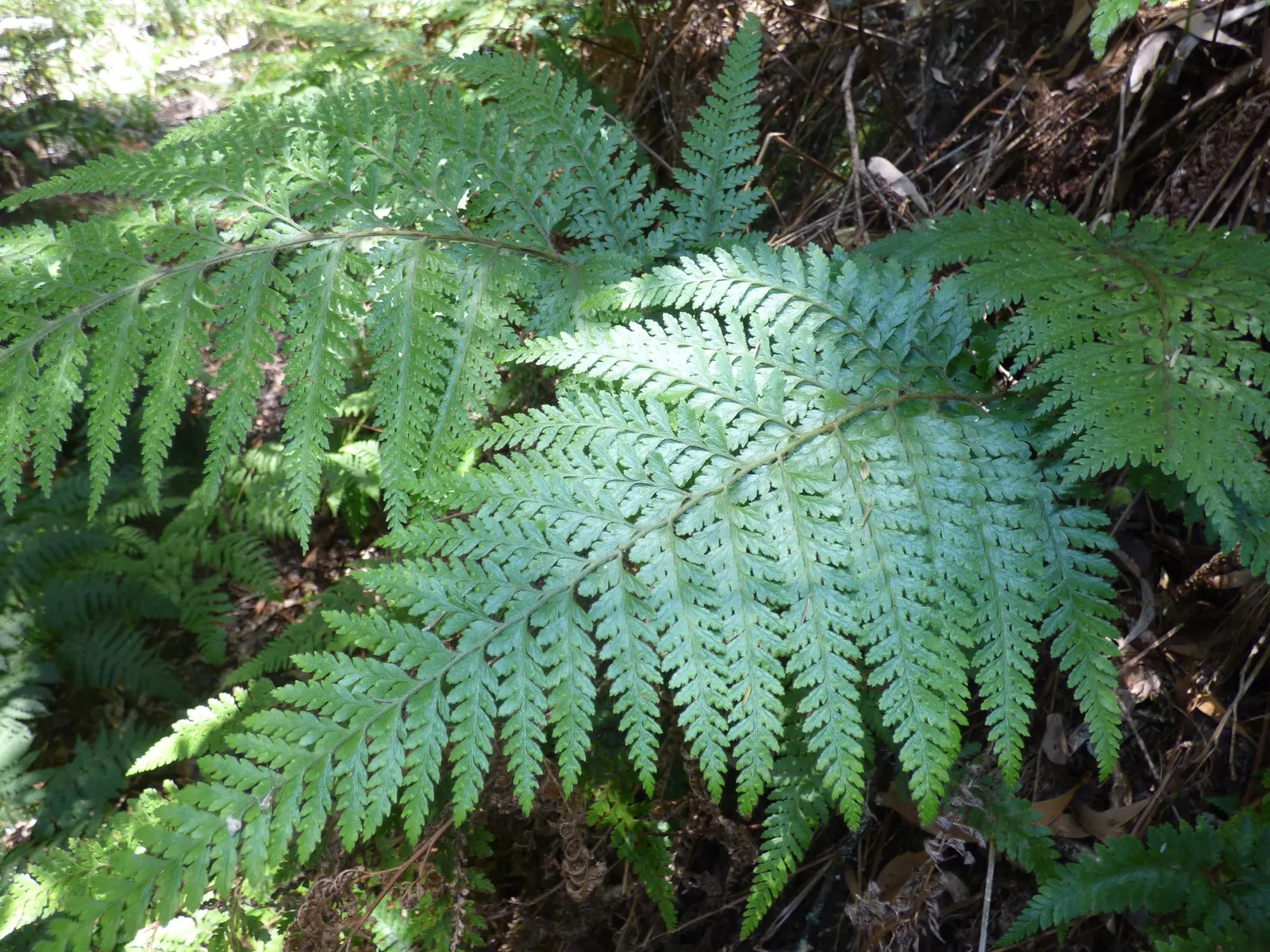 Squirrel's Foot Fern (Microlepia Strigosa) — This fern is distinguished by its arching fronds that can reach lengths of up to 3 feet; which resemble a