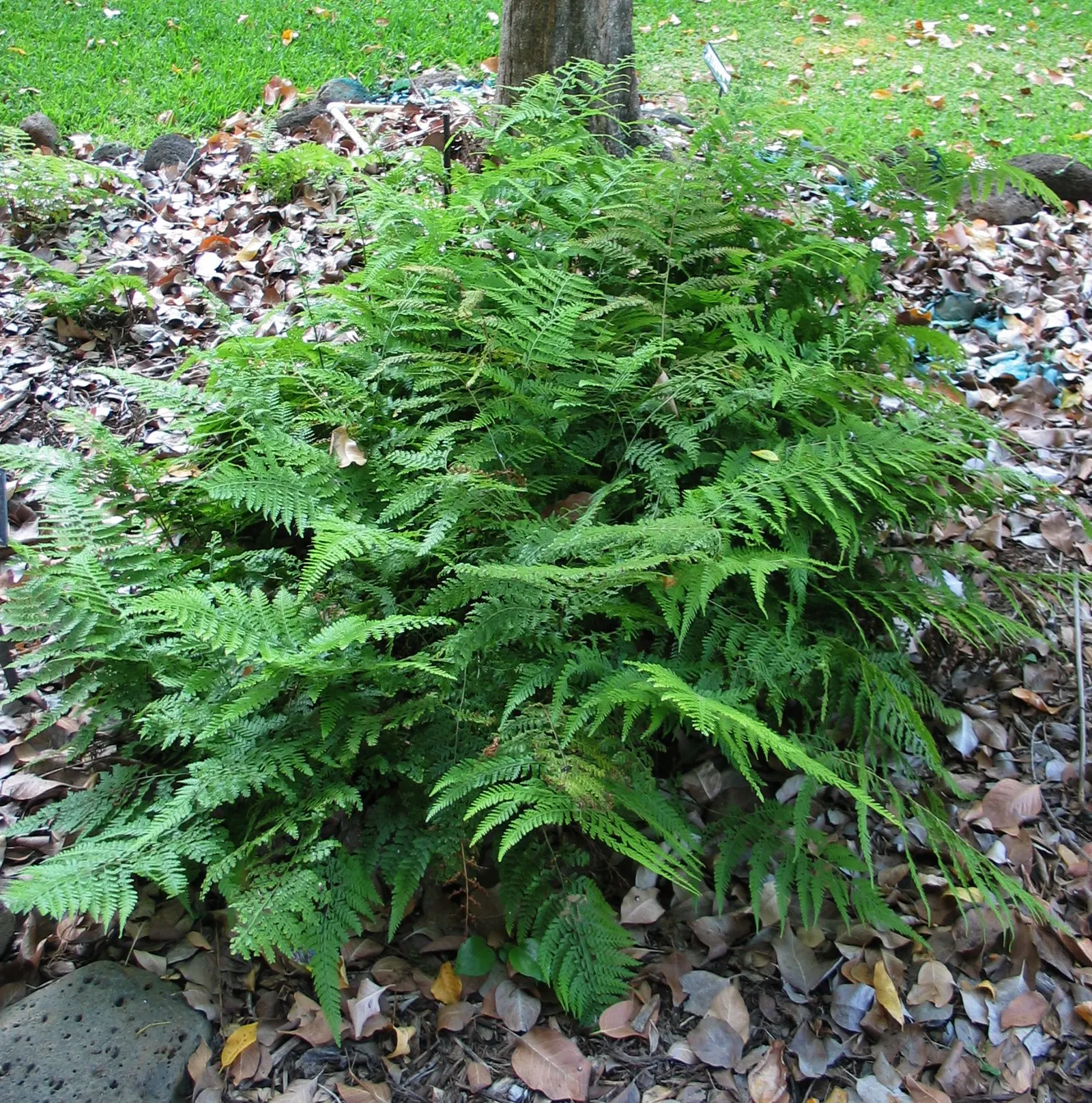 Squirrel's Foot Fern (Microlepia Strigosa) — The Squirrel's Foot Fern (Microlepia strigosa) boasts lacy; preferring filtered sunlight and moist, well-draining