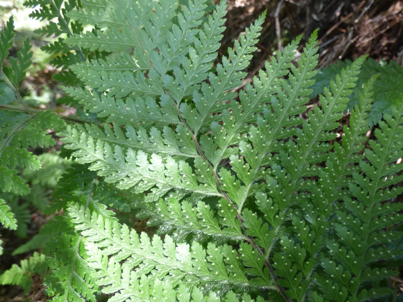 Squirrel's Foot Fern (Microlepia Strigosa) — Preferring filtered sunlight and moist, well-draining soil, it thrives in USDA zones 9 to 11