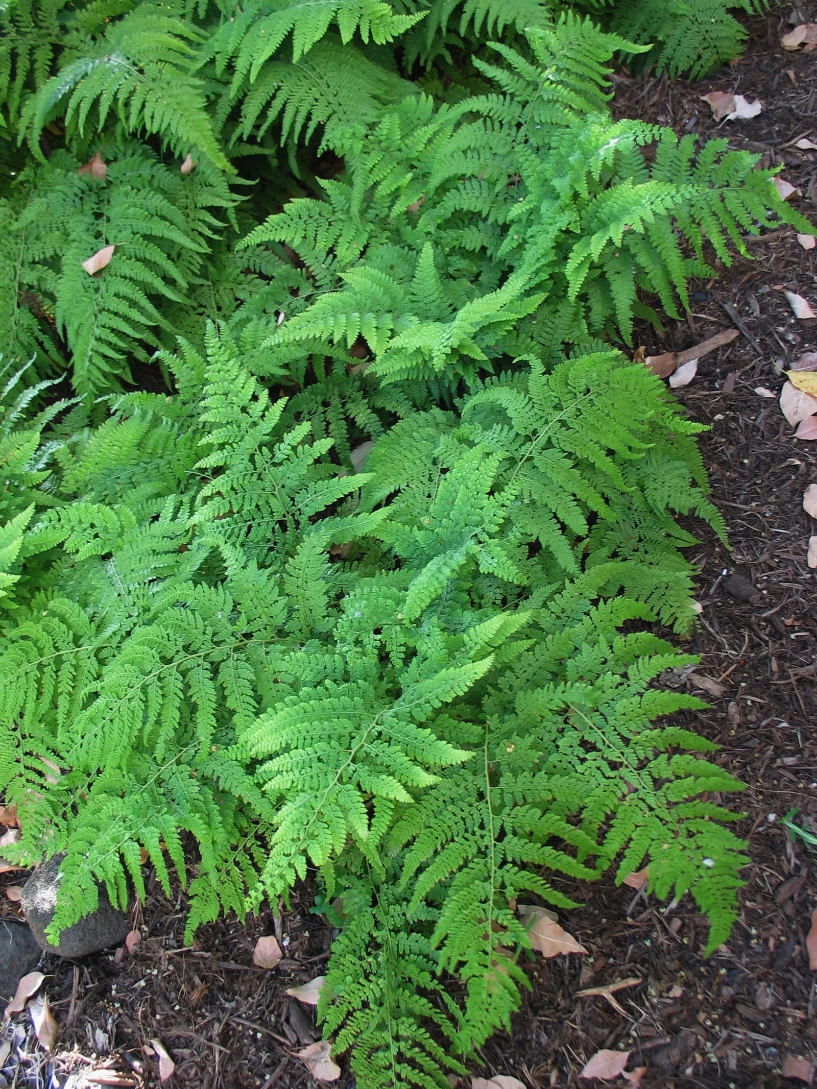 Squirrel's Foot Fern (Microlepia Strigosa) — adding a subtle tropical feeling to any shaded corner of the garden