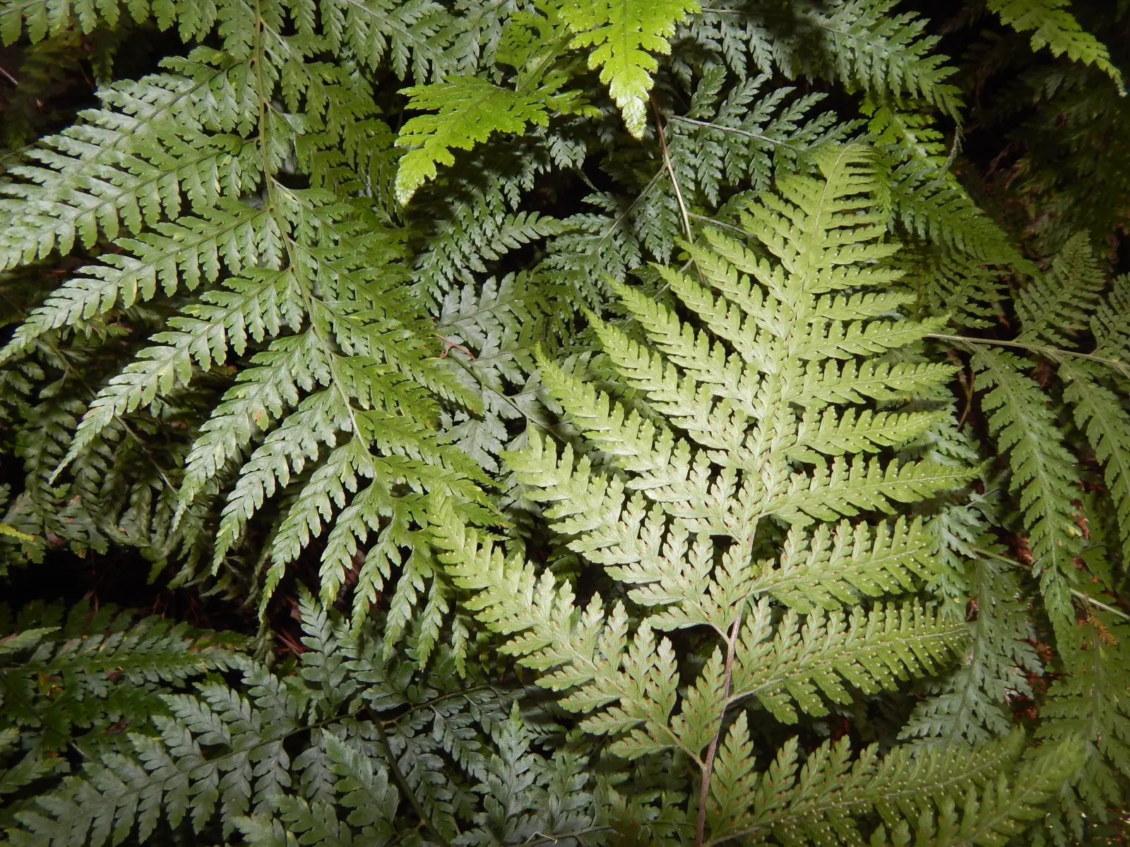 Squirrel's Foot Fern (Microlepia Strigosa) — However, it is crucial to avoid waterlogged conditions which can harm the plant