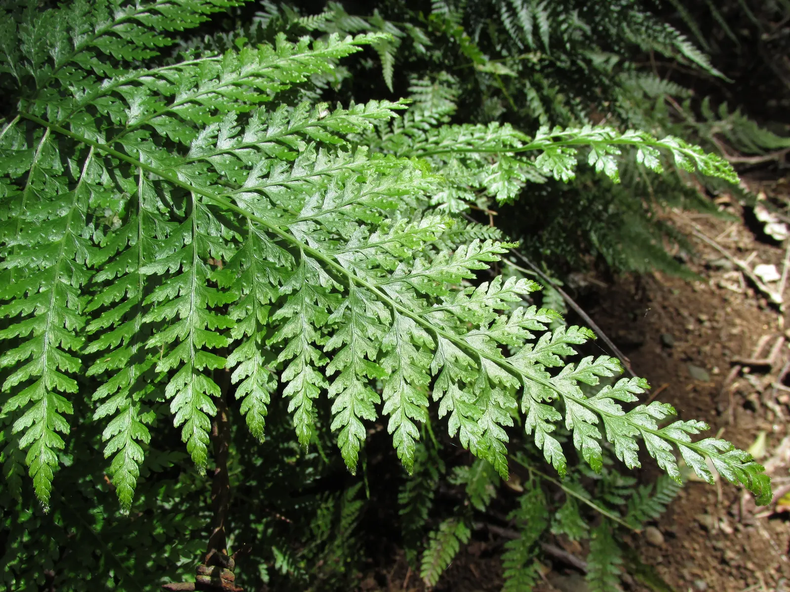 Squirrel's Foot Fern (Microlepia Strigosa) — The fronds are finely divided, image 29