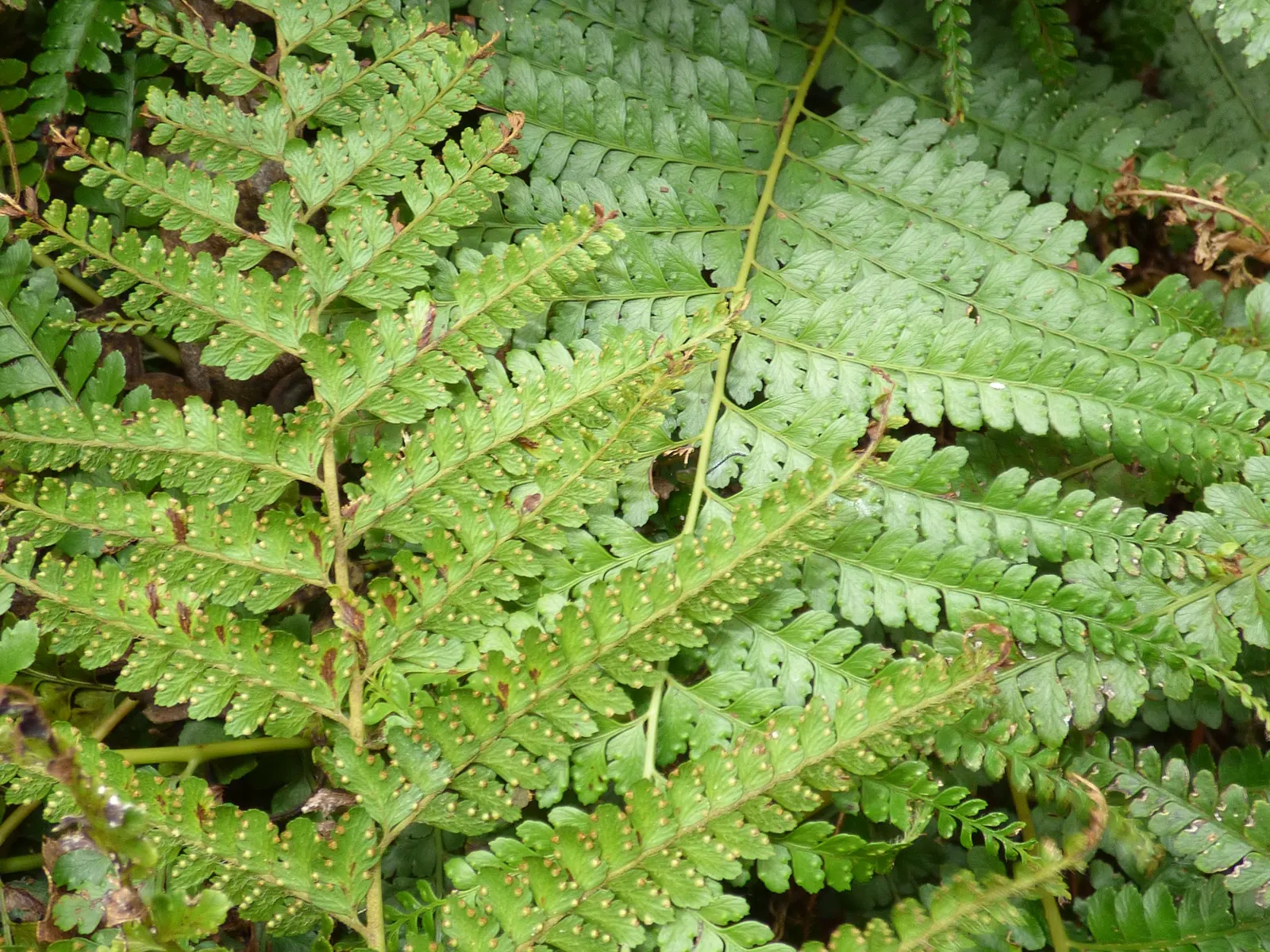 Squirrel's Foot Fern (Microlepia Strigosa) — This fern is distinguished by its arching fronds that can reach lengths of up to 3 feet; which, image 47