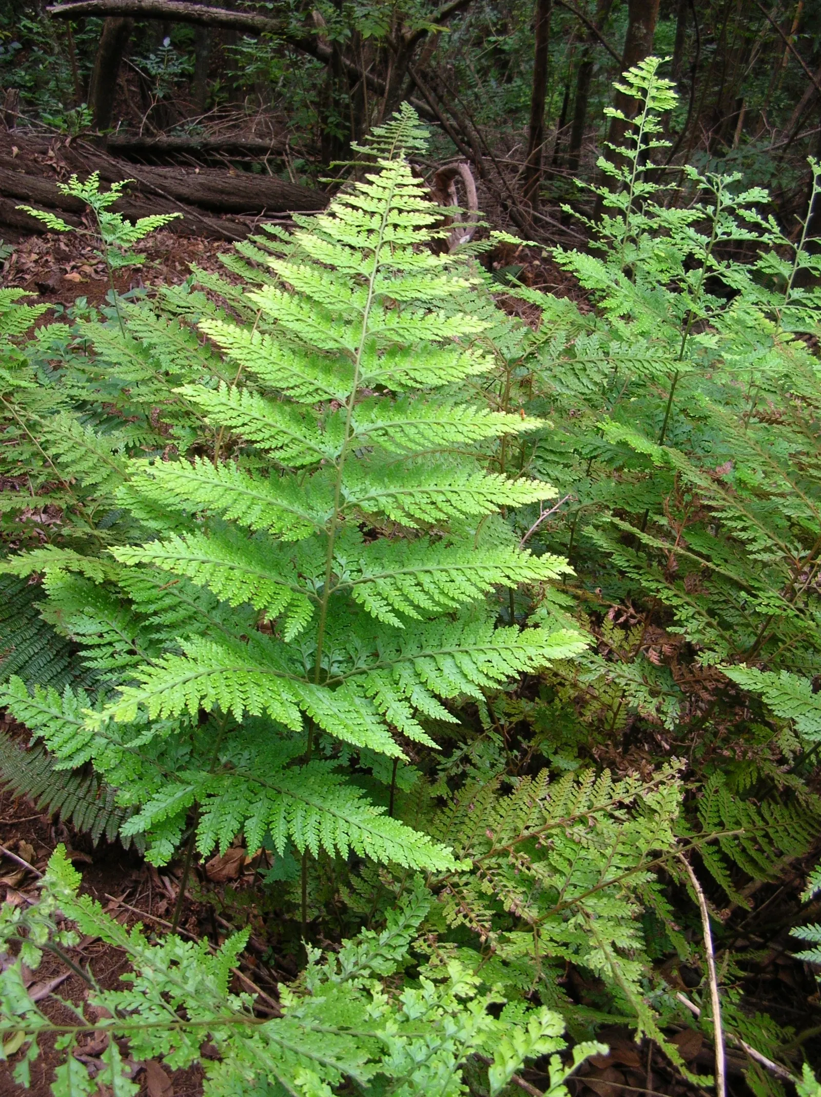 Squirrel's Foot Fern (Microlepia Strigosa) — Regular watering will ensure its lushness, particularly during dry spells