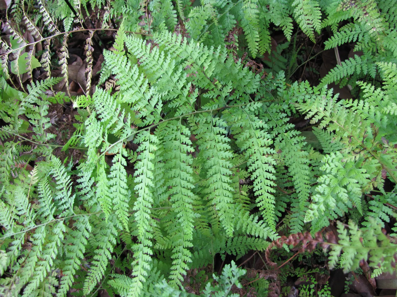Squirrel's Foot Fern (Microlepia Strigosa) — light green fronds extending up to 3 feet