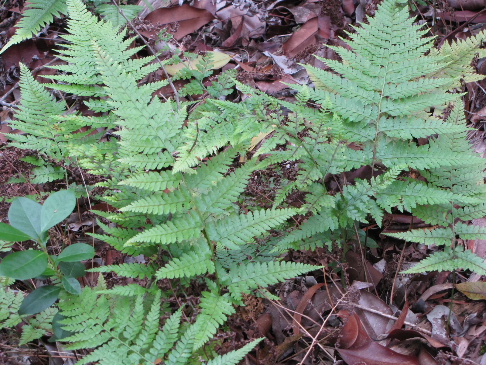 Squirrel's Foot Fern (Microlepia Strigosa) — Ideal for USDA hardiness zones 9 to 11, this fern thrives in partial to full shade; this fern adds soft texture
