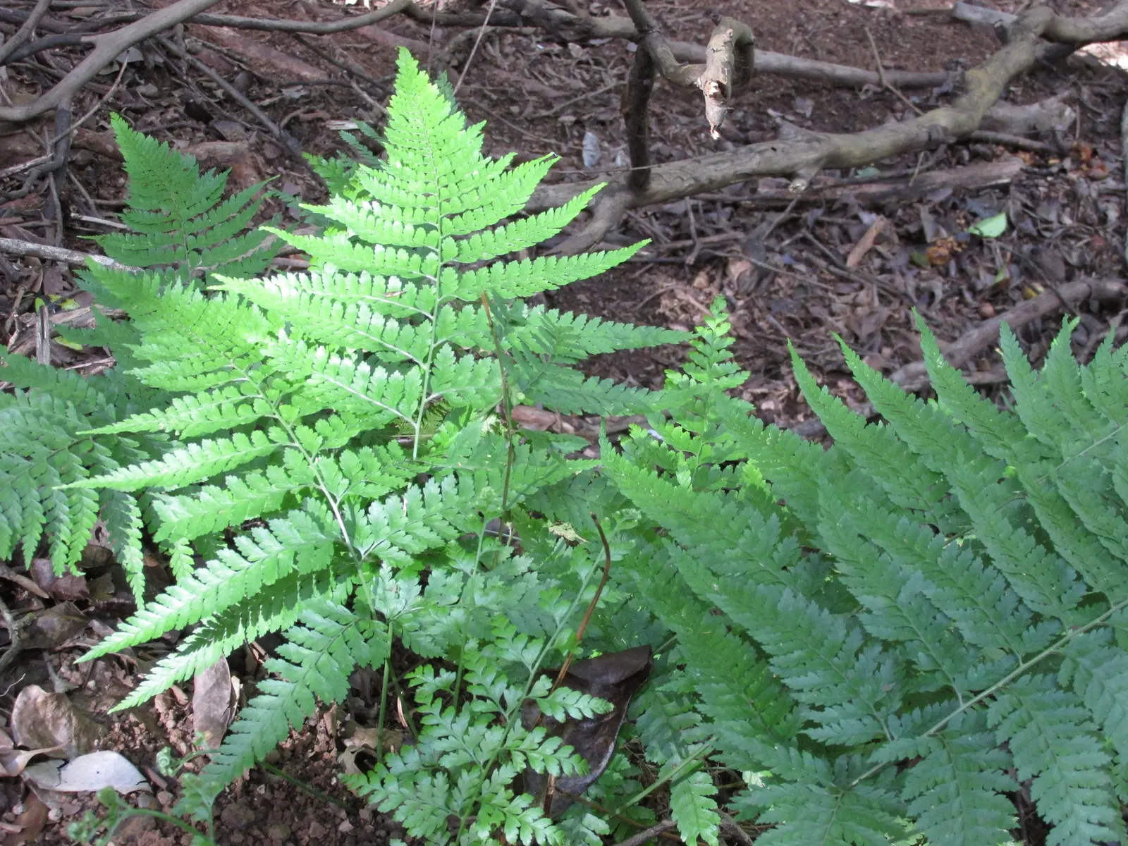Squirrel's Foot Fern (Microlepia Strigosa) — textural addition to any garden design; regular watering will ensure its lushness, particularly during dry spells