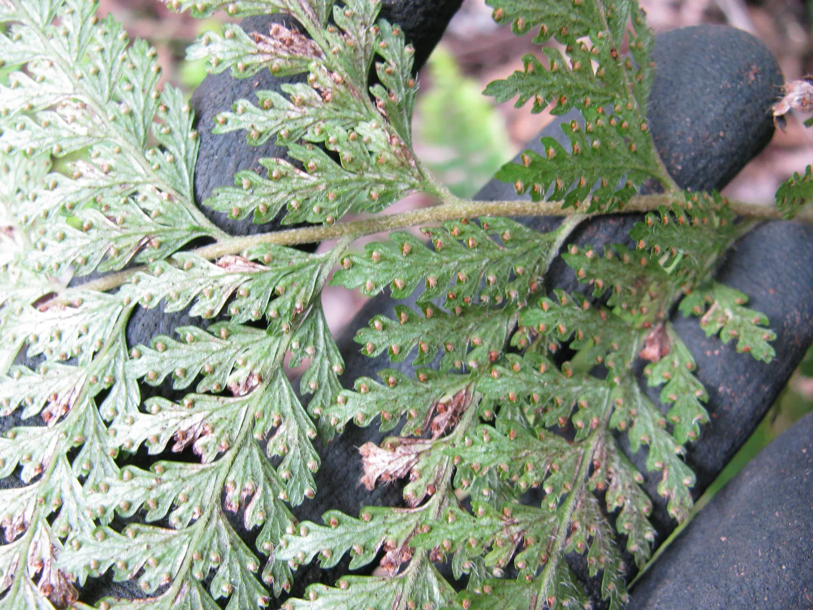 Squirrel's Foot Fern (Microlepia Strigosa) — fern for half or shade; however, it is crucial to avoid waterlogged conditions which can harm the plant