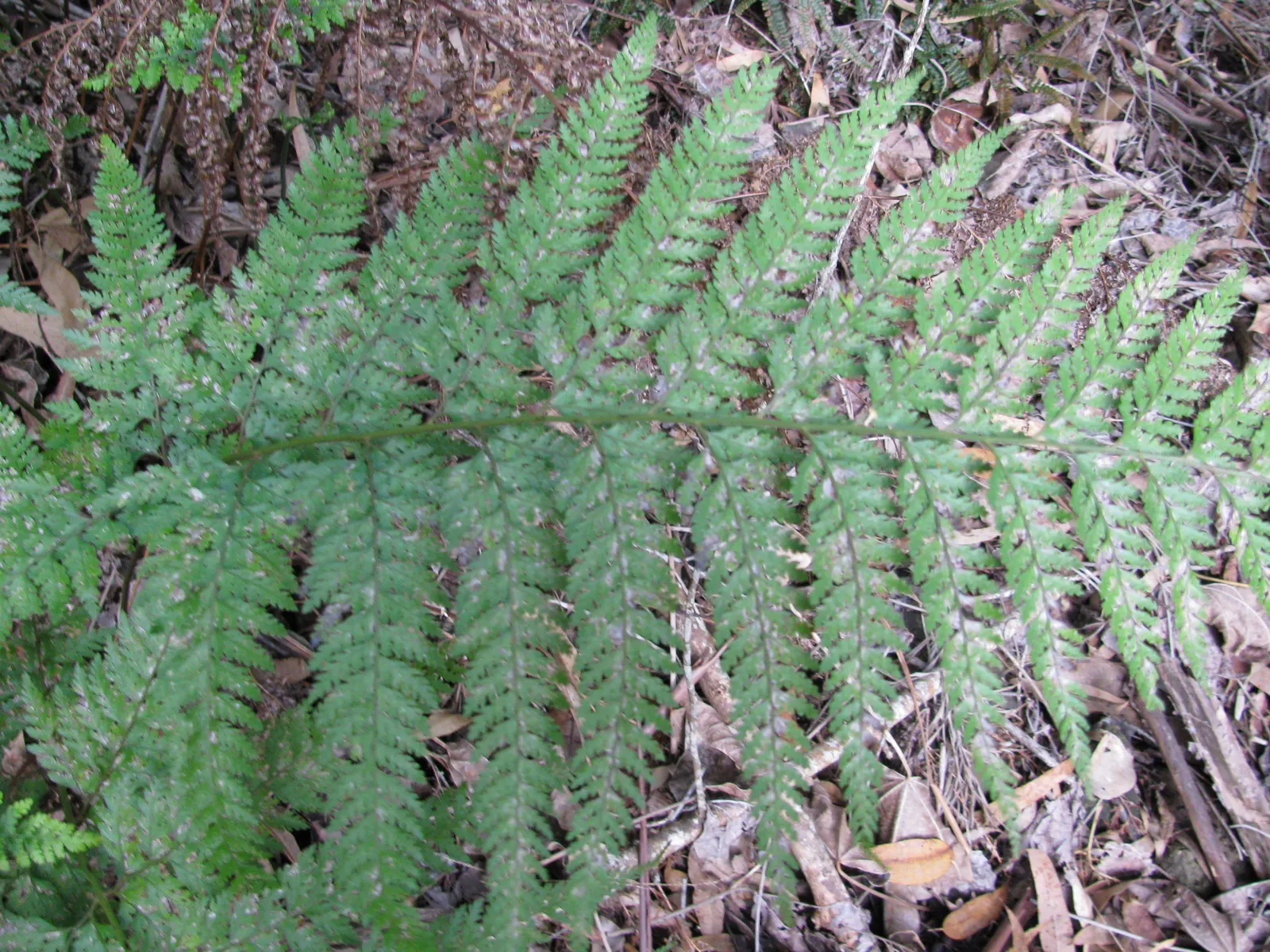 Squirrel's Foot Fern (Microlepia Strigosa) — This fern adds soft texture and a tropical feel to shaded garden areas or as an indoor plant; consider, image 43