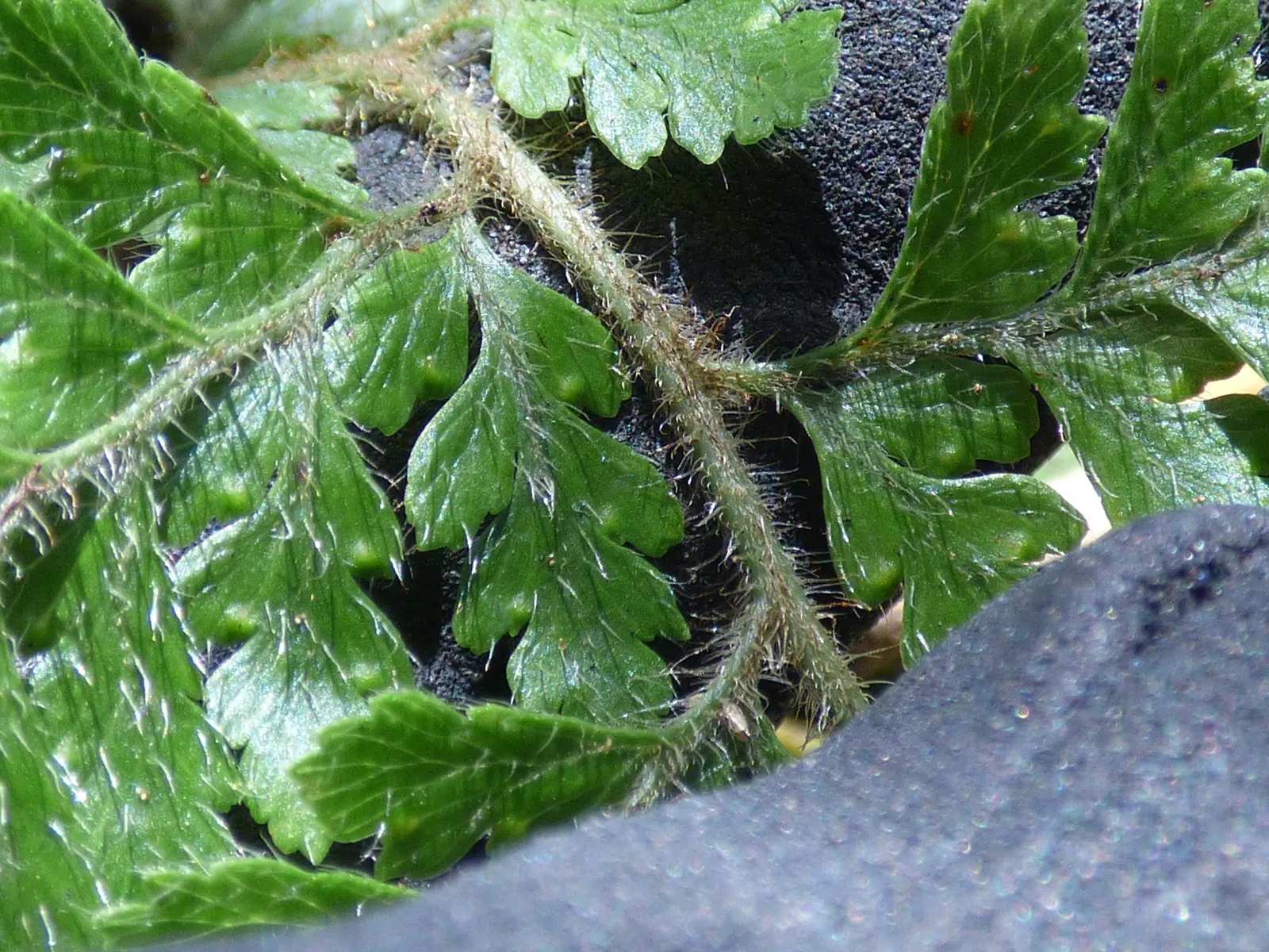 Squirrel's Foot Fern (Microlepia Strigosa) — Preferring filtered sunlight and moist, well-draining soil, it thrives in USDA zones 9 to 11; moderate, image 42