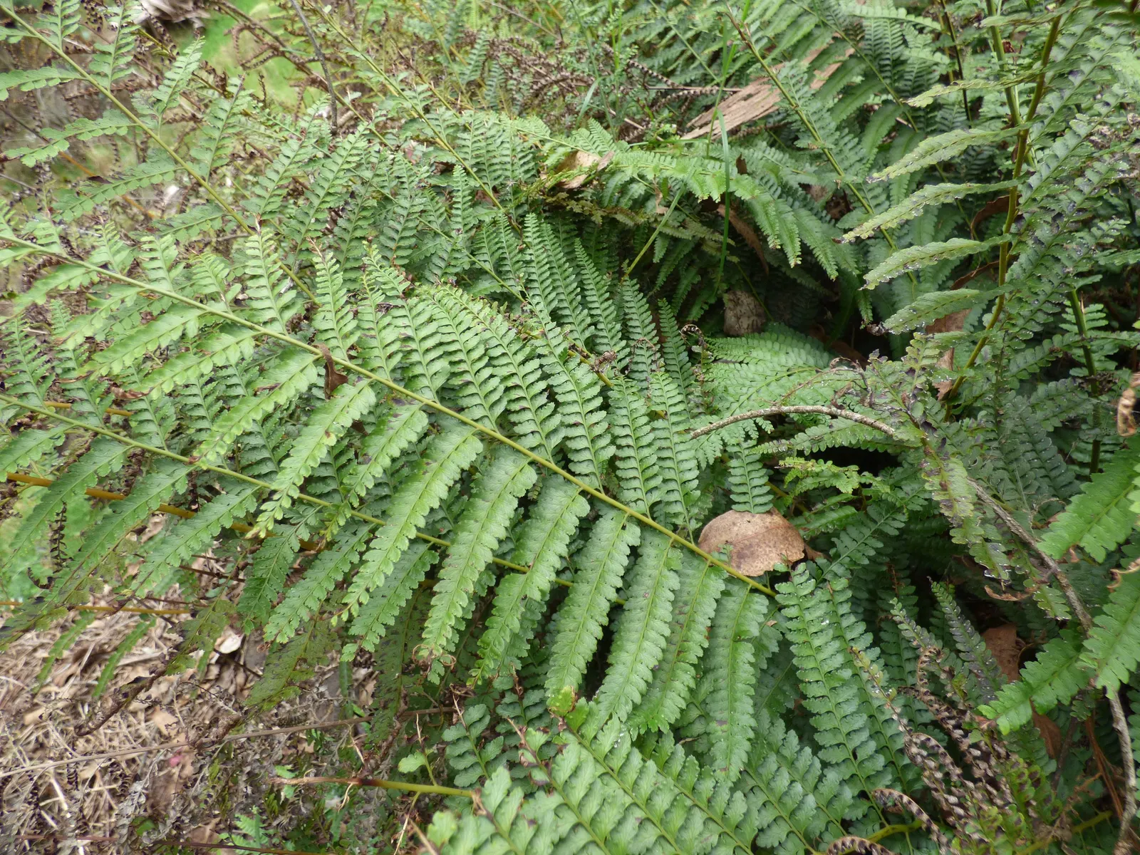 Squirrel's Foot Fern (Microlepia Strigosa) — These unique rhizomes give the plant its common name and can add a point of interest at the fern's base