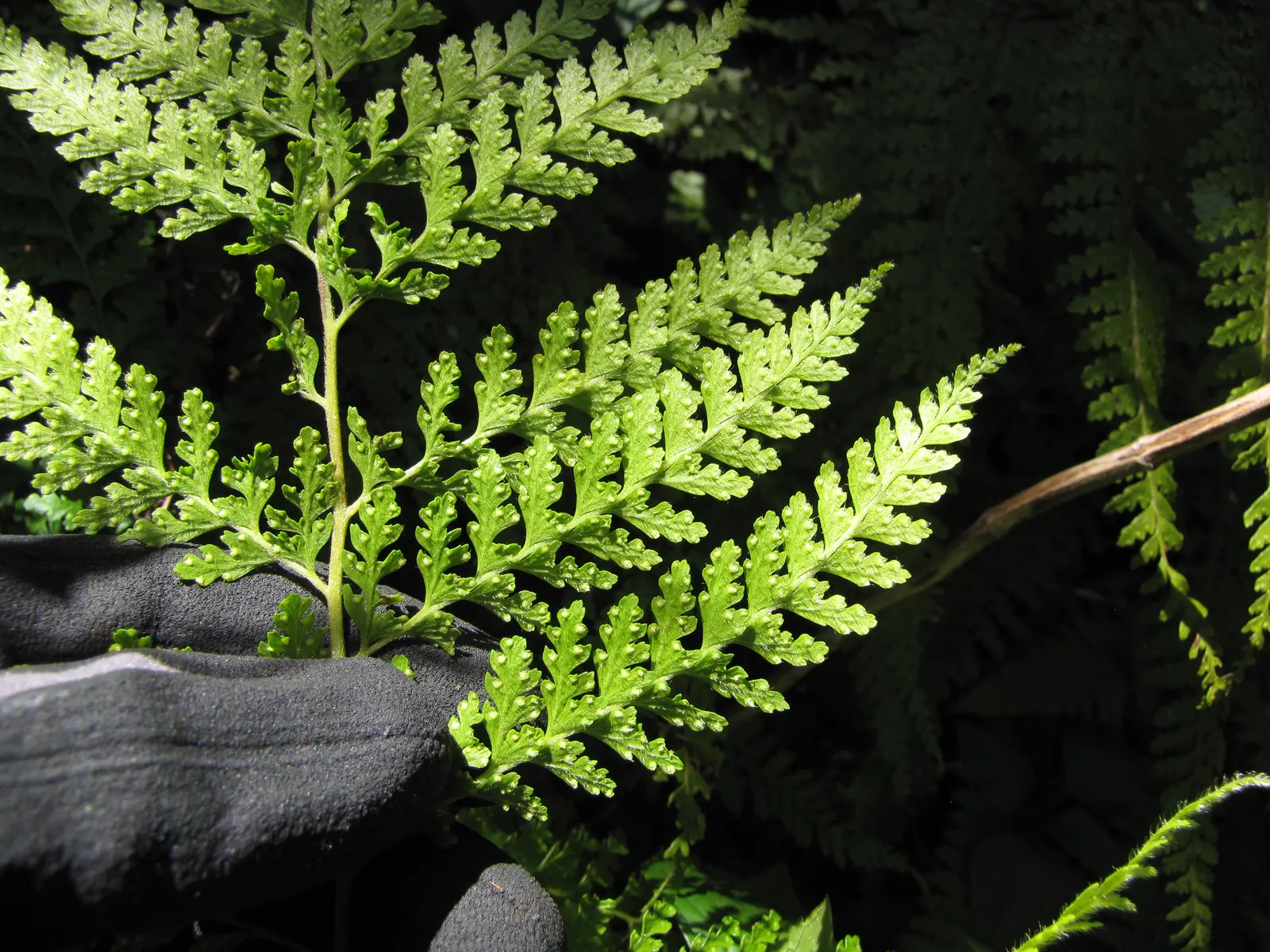Squirrel's Foot Fern (Microlepia Strigosa) — This fern is distinguished by its arching fronds that can reach lengths of up to 3 feet