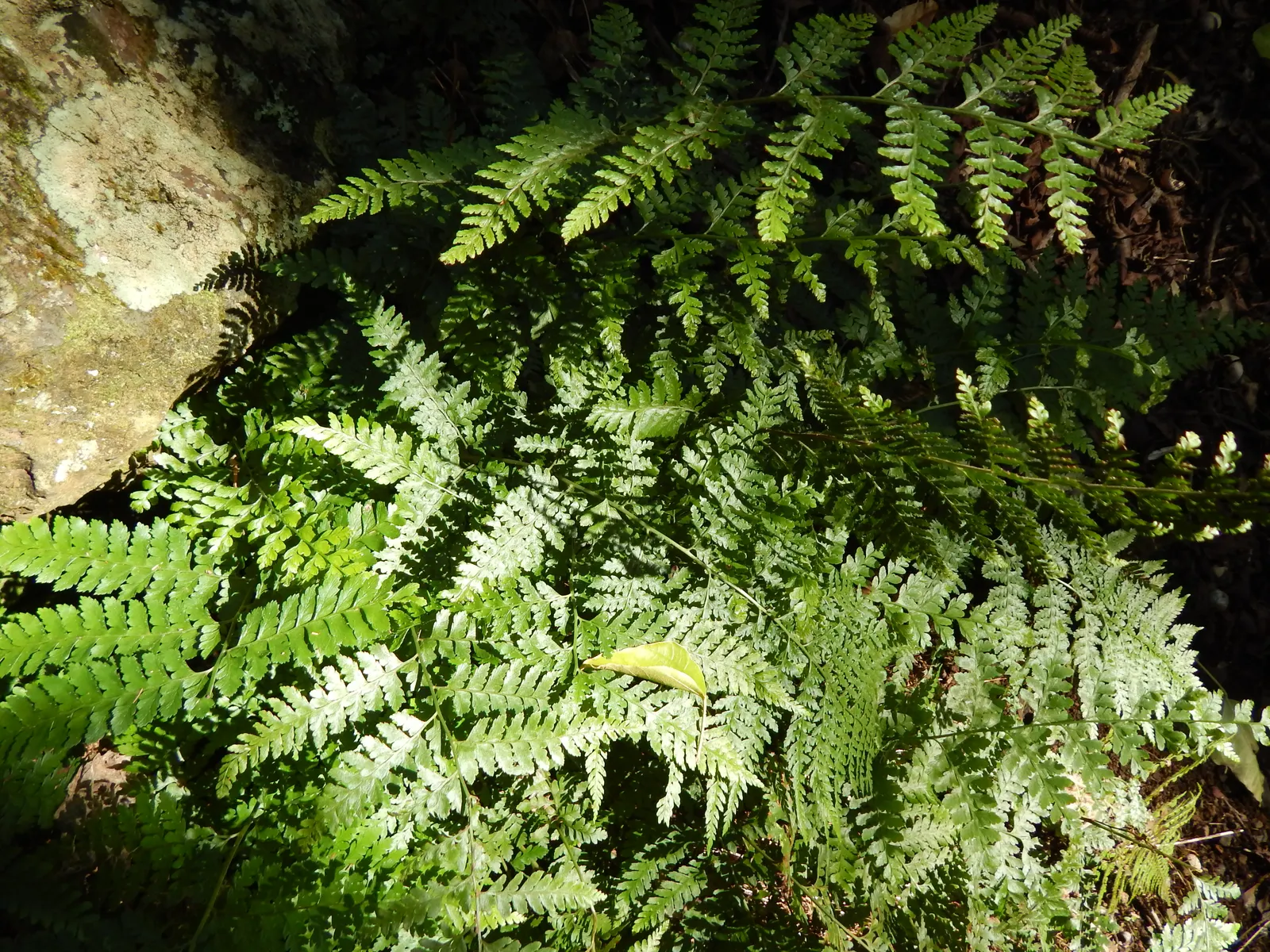 Squirrel's Foot Fern (Microlepia Strigosa) — which resemble a squirrel's bushy tail; adding a subtle tropical feeling to any shaded corner of the, image 41