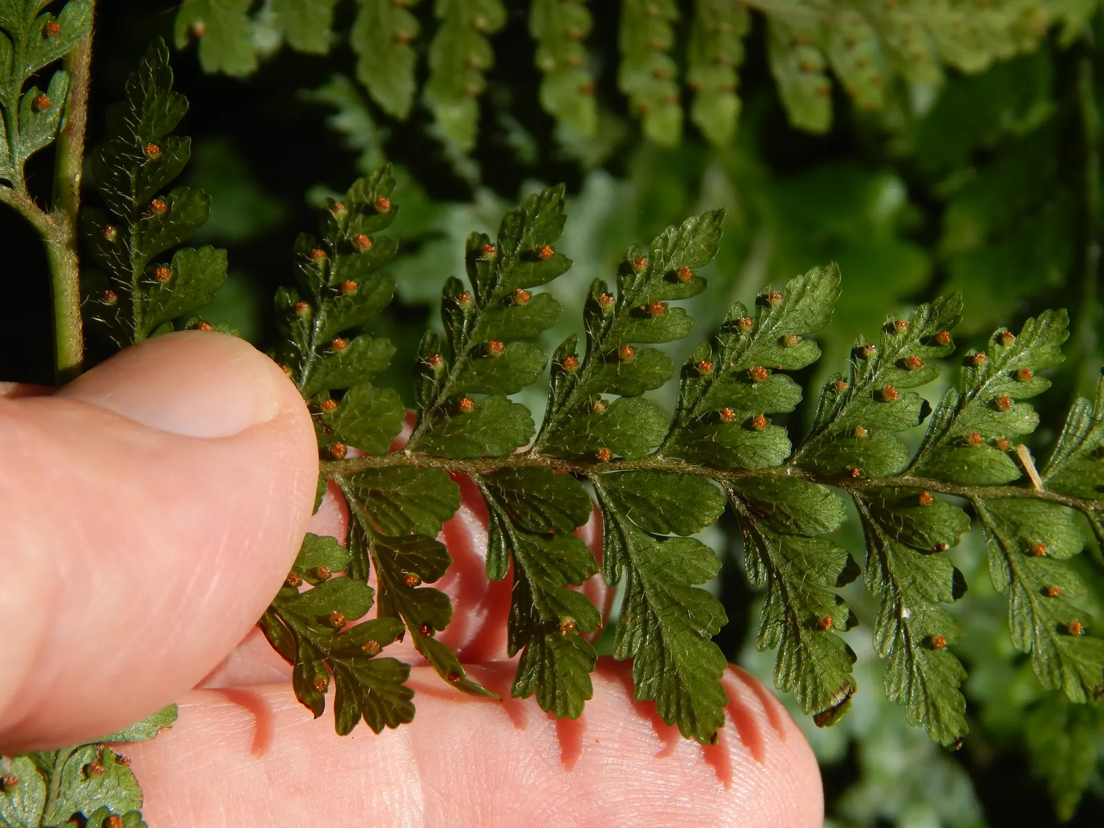 Squirrel's Foot Fern (Microlepia Strigosa) — Ideal for USDA hardiness zones 9 to 11, this fern thrives in partial to full shade