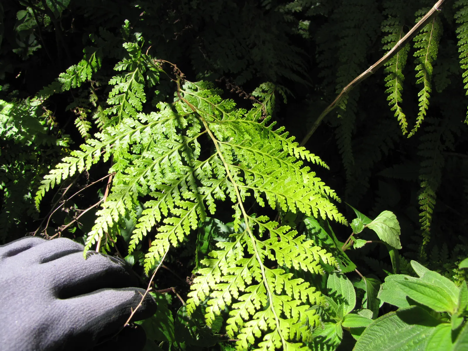 Squirrel's Foot Fern (Microlepia Strigosa) — which resemble a squirrel's bushy tail; adding a subtle tropical feeling to any shaded corner of the garden