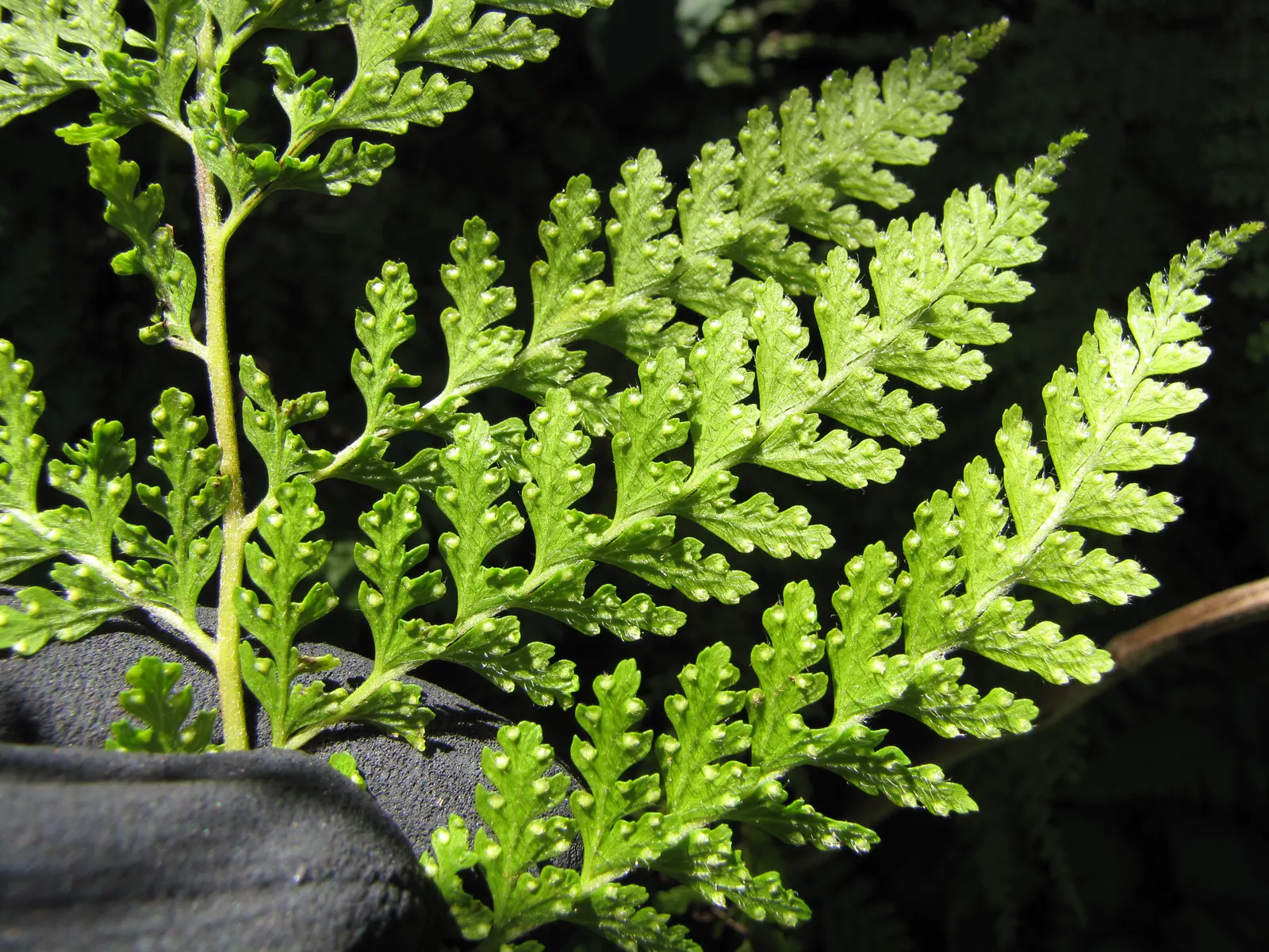 Squirrel's Foot Fern (Microlepia Strigosa) — scientifically named Microlepia strigosa; textural addition to any garden design