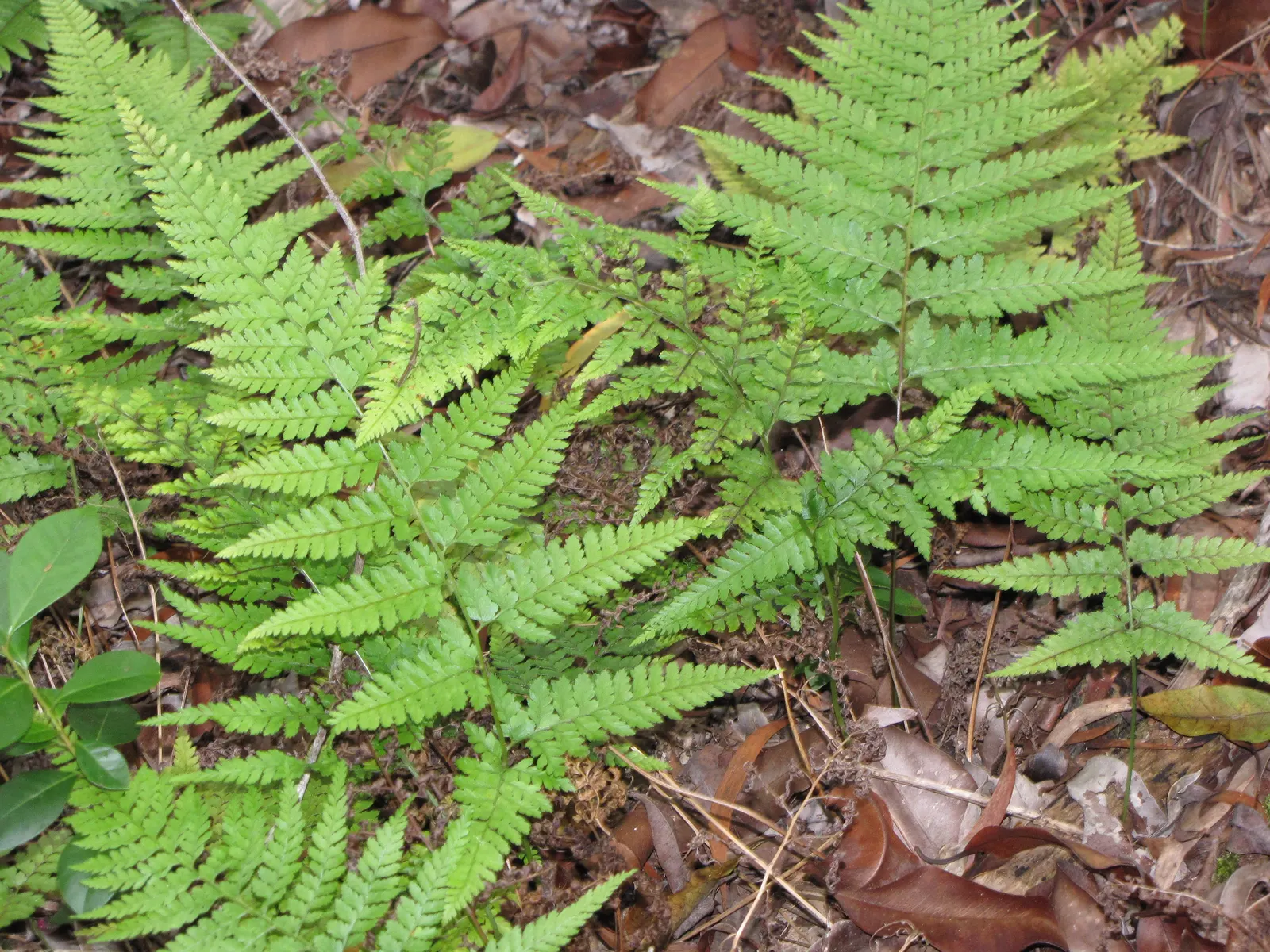 Squirrel's Foot Fern (Microlepia Strigosa) — textural addition to any garden design