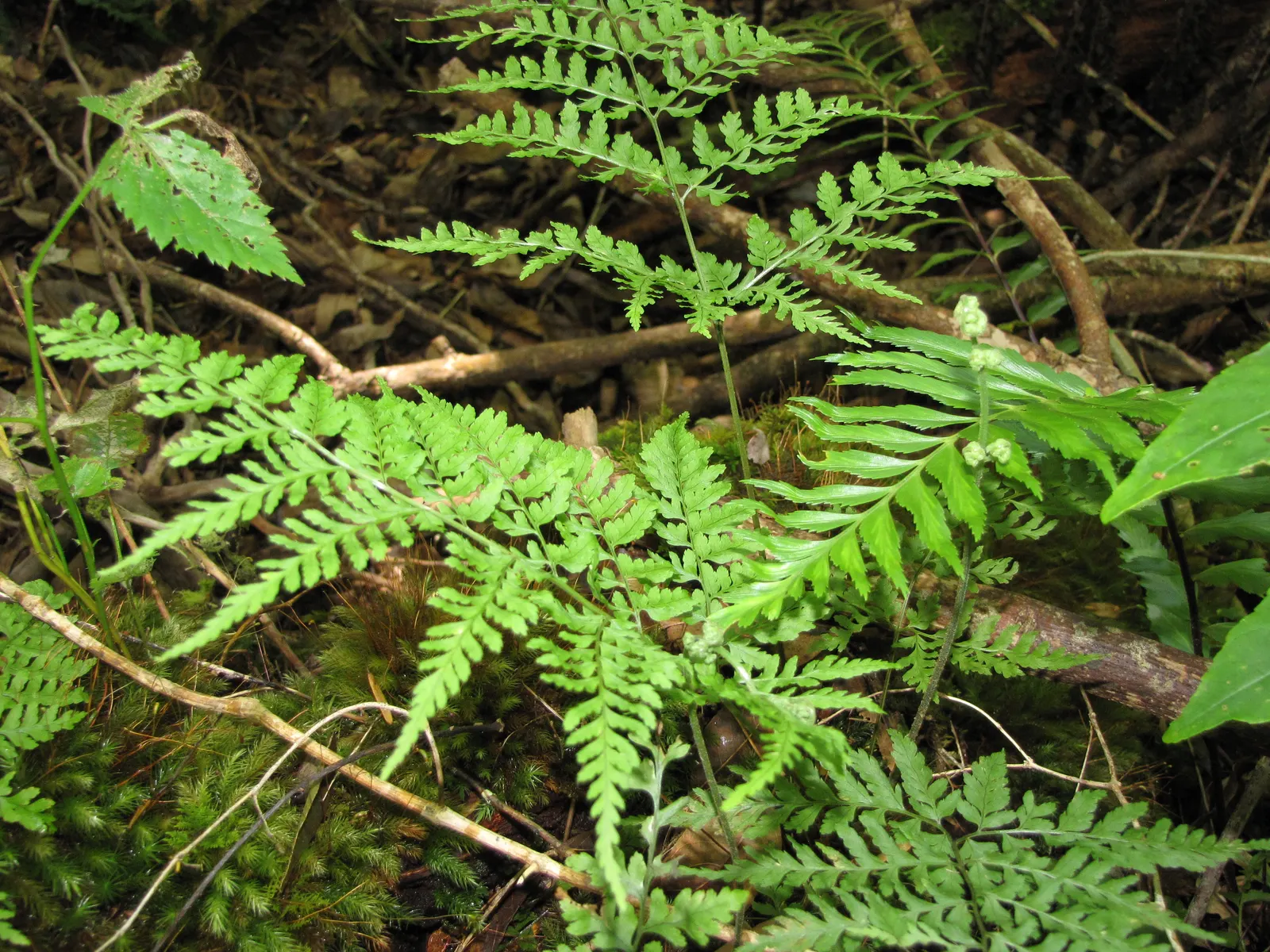 Squirrel's Foot Fern (Microlepia Strigosa) — fern for half or shade