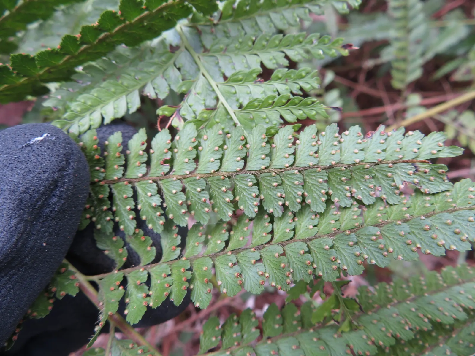 Squirrel's Foot Fern (Microlepia Strigosa) — light green fronds extending up to 3 feet; these unique rhizomes give the plant its common name and, image 40