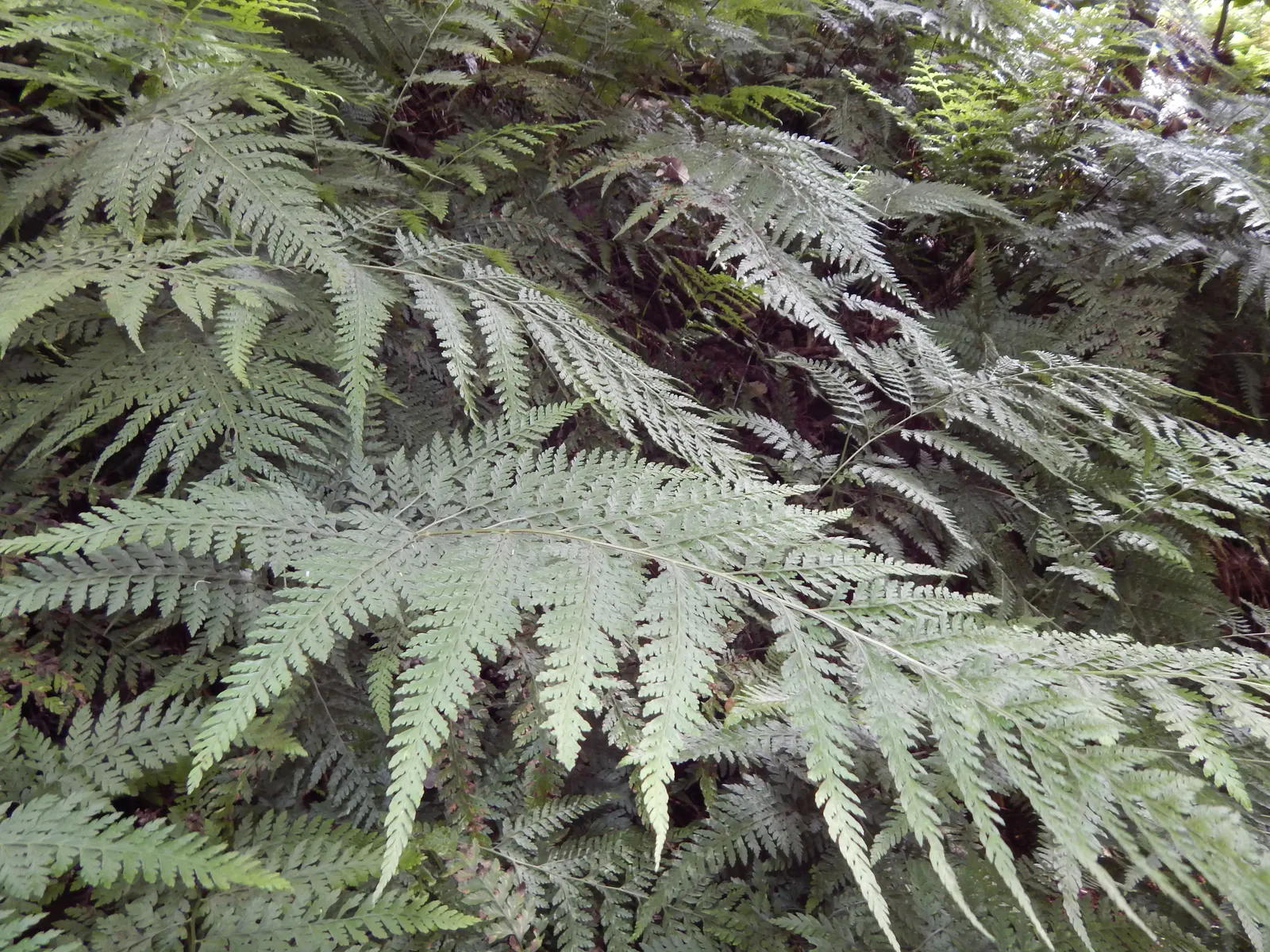 Squirrel's Foot Fern (Microlepia Strigosa) — consider its moderate growth rate and its mature spread of up to 4 feet wide