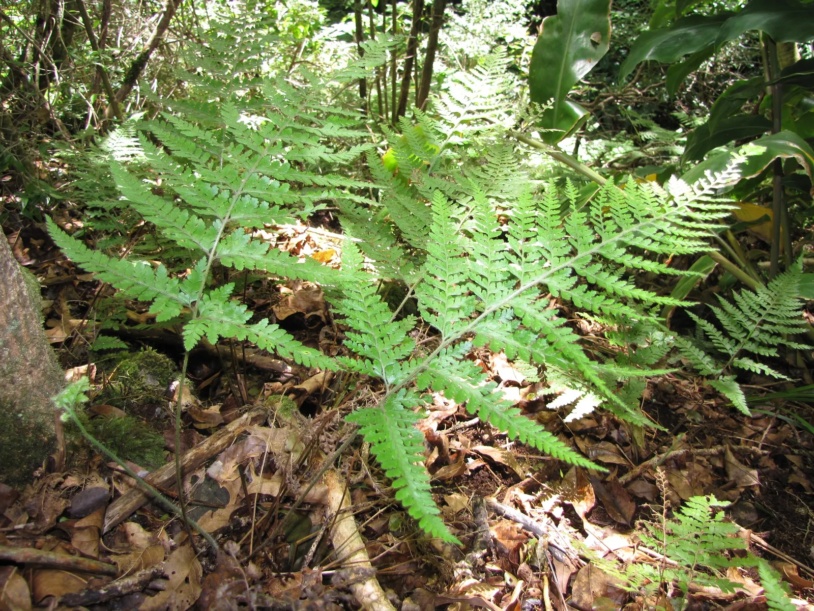 Squirrel's Foot Fern (Microlepia Strigosa) — this fern is a resilient and captivating element; light green fronds extending up to 3 feet