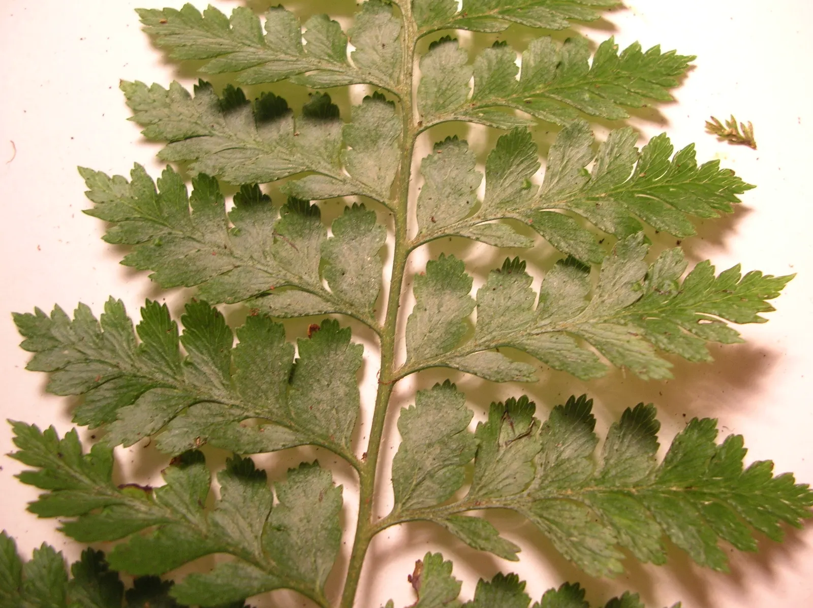 Squirrel's Foot Fern (Microlepia Strigosa) — light green fronds extending up to 3 feet; these unique rhizomes give the plant its common name and can add a