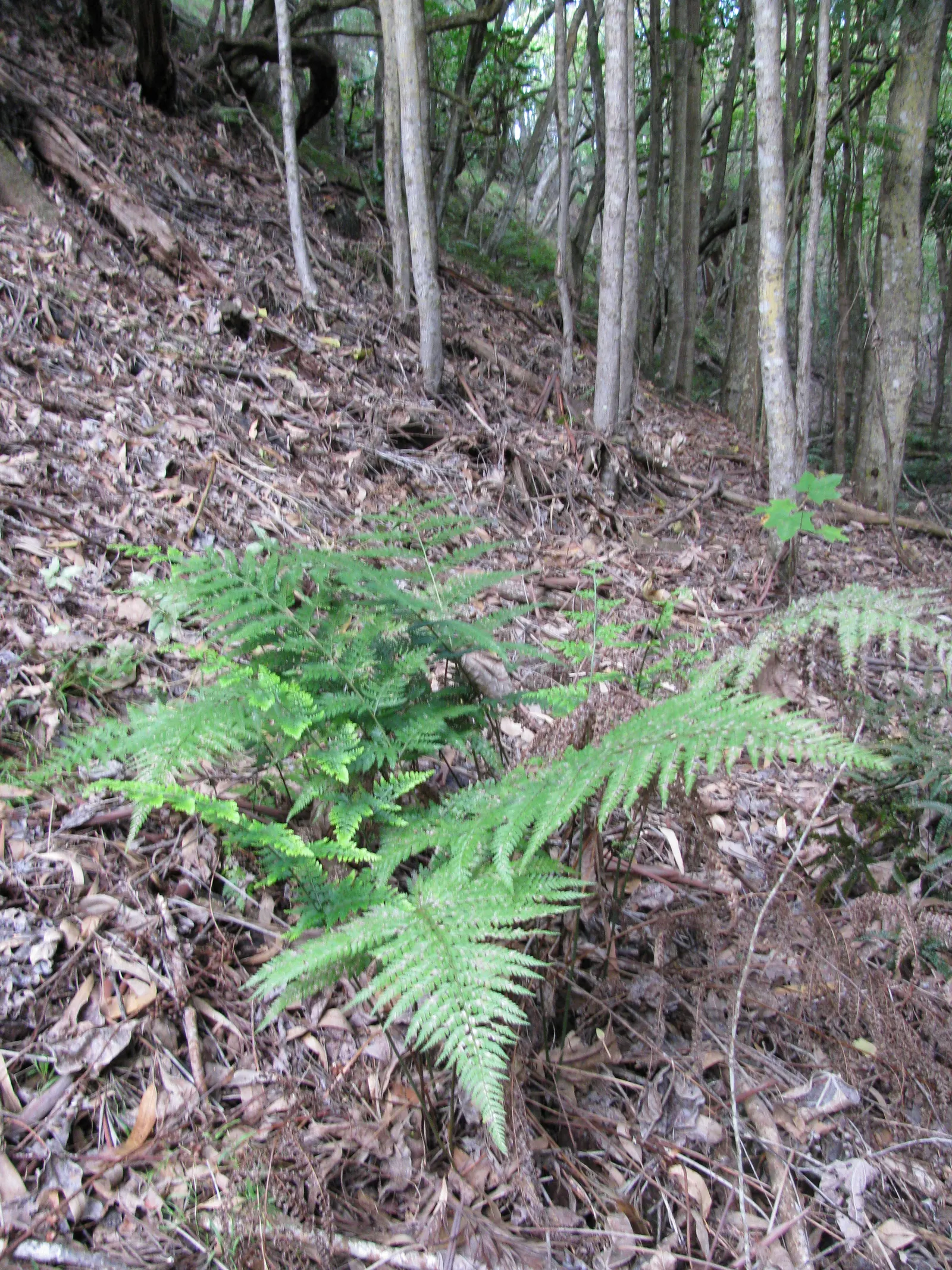 Squirrel's Foot Fern (Microlepia Strigosa) — The Squirrel's Foot Fern (Microlepia strigosa) boasts lacy