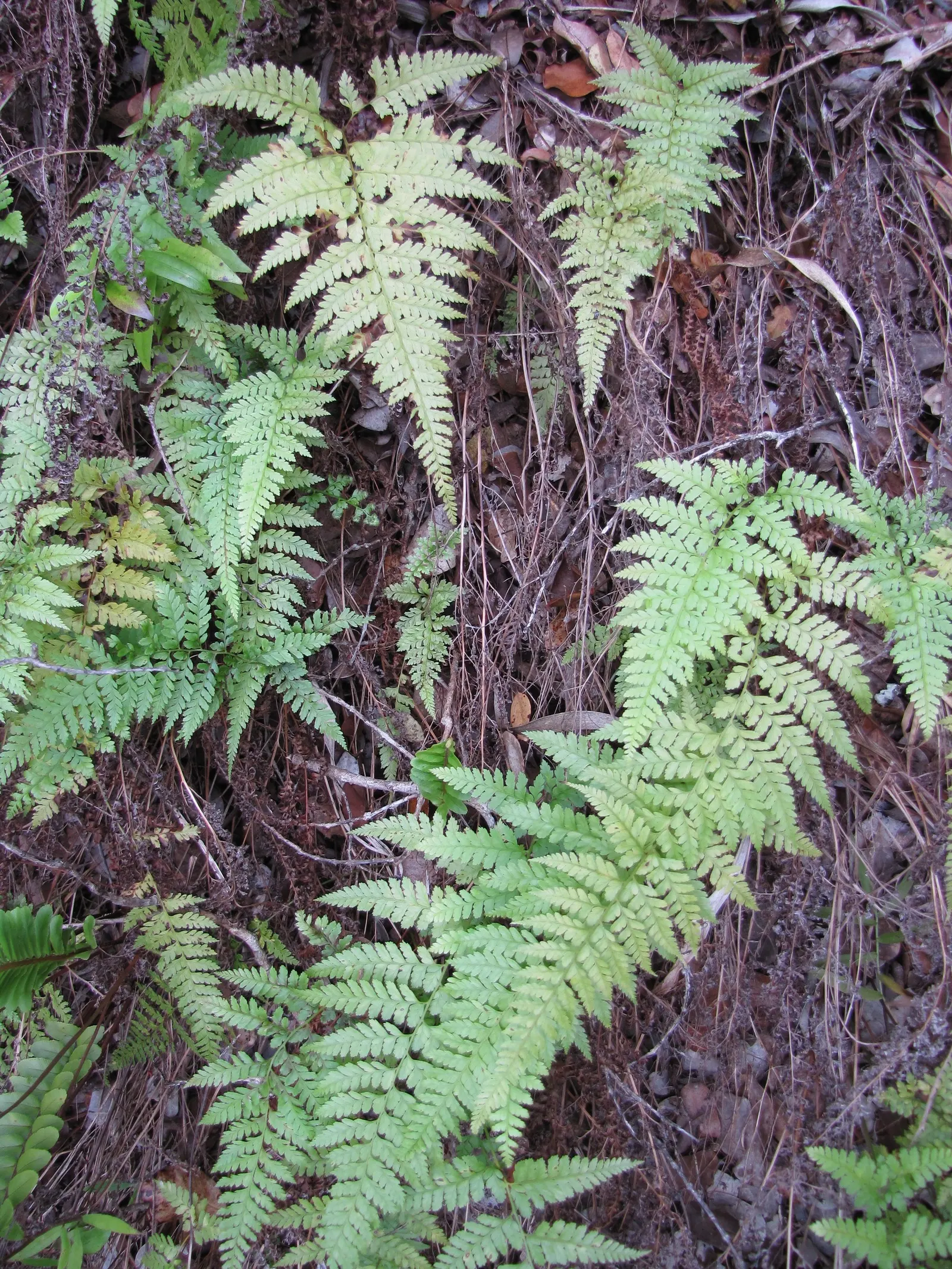 Squirrel's Foot Fern (Microlepia Strigosa) — Moderate growth and low maintenance make it an adaptable choice for landscapes or container gardens