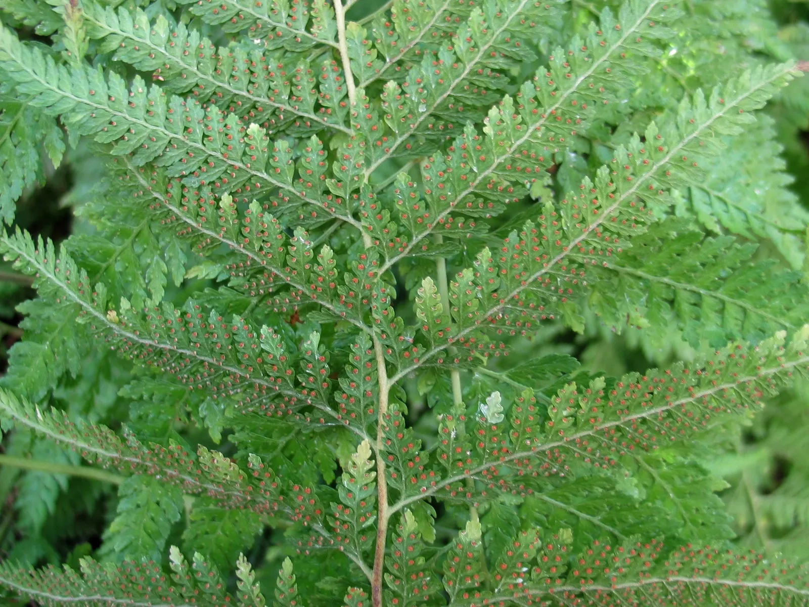 Squirrel's Foot Fern (Microlepia Strigosa) — These unique rhizomes give the plant its common name and can add a point of interest at the fern's base; this fern