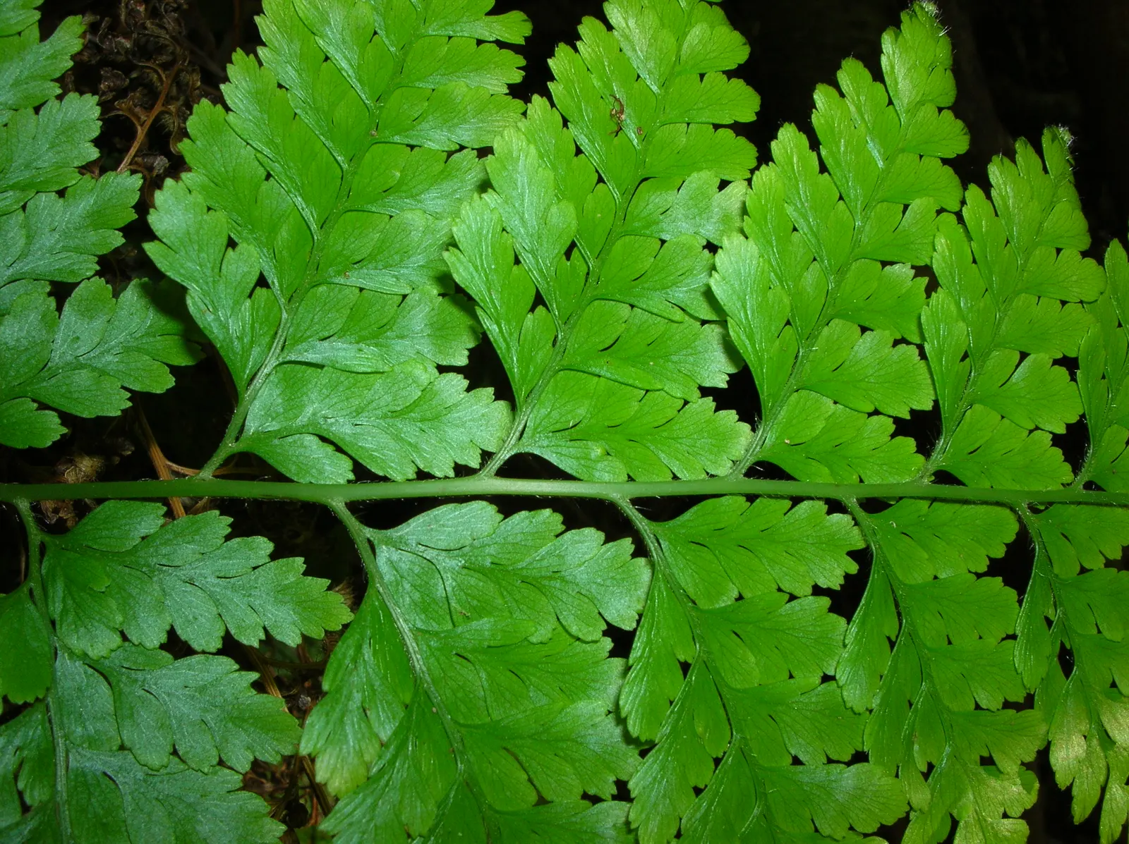 Squirrel's Foot Fern (Microlepia Strigosa) — Ample space should be allocated to accommodate its full size; fern for half or shade