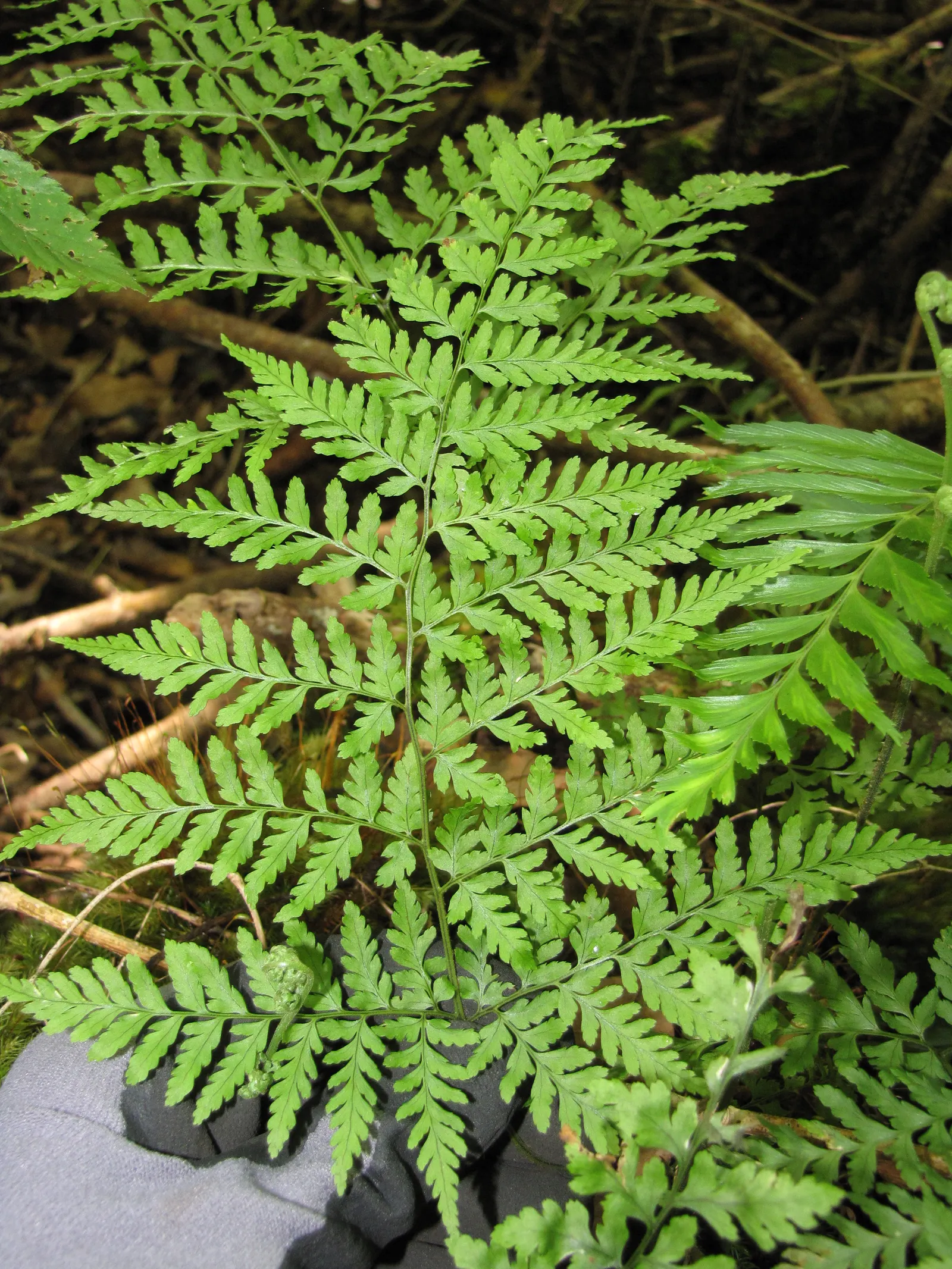 Squirrel's Foot Fern (Microlepia Strigosa) — This fern adds soft texture and a tropical feel to shaded garden areas or as an indoor plant; consider its
