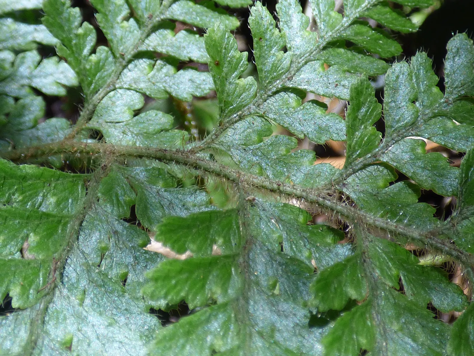 Squirrel's Foot Fern (Microlepia Strigosa) — Regular watering will ensure its lushness, particularly during dry spells; scientifically named Microlepia strigosa
