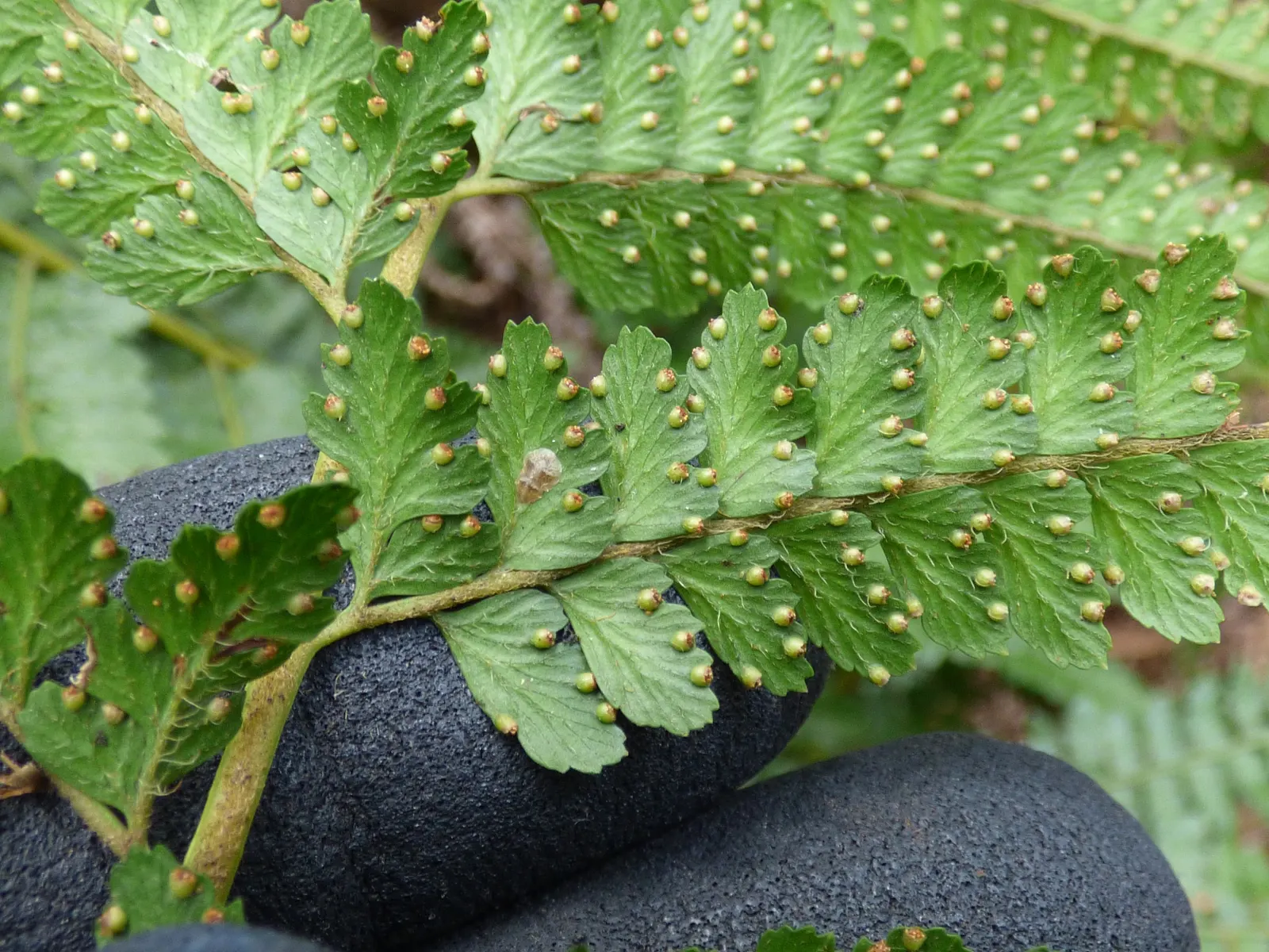 Squirrel's Foot Fern (Microlepia Strigosa) — textural addition to any garden design; regular watering will ensure its lushness, particularly during, image 46