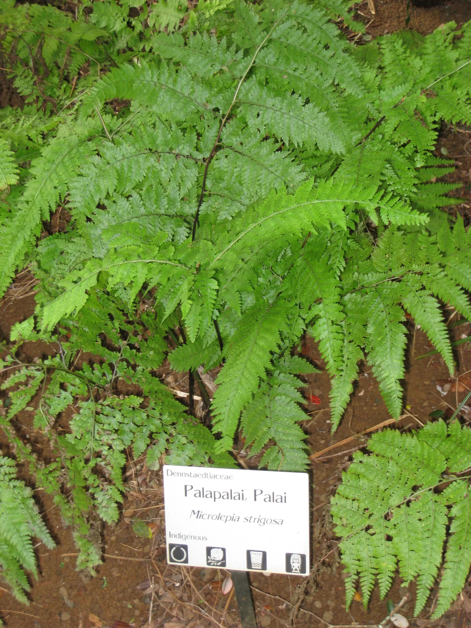 Squirrel's Foot Fern (Microlepia Strigosa) — Ample space should be allocated to accommodate its full size