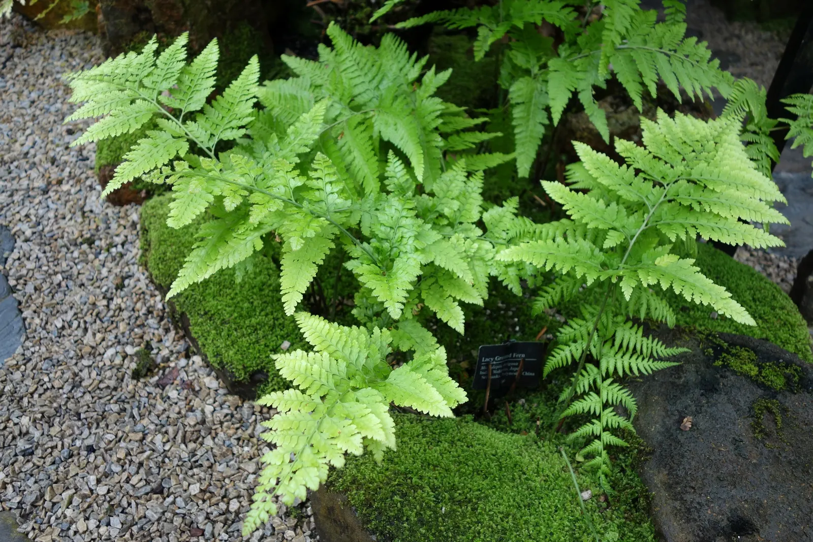 Squirrel's Foot Fern (Microlepia Strigosa) — this fern is a resilient and captivating element