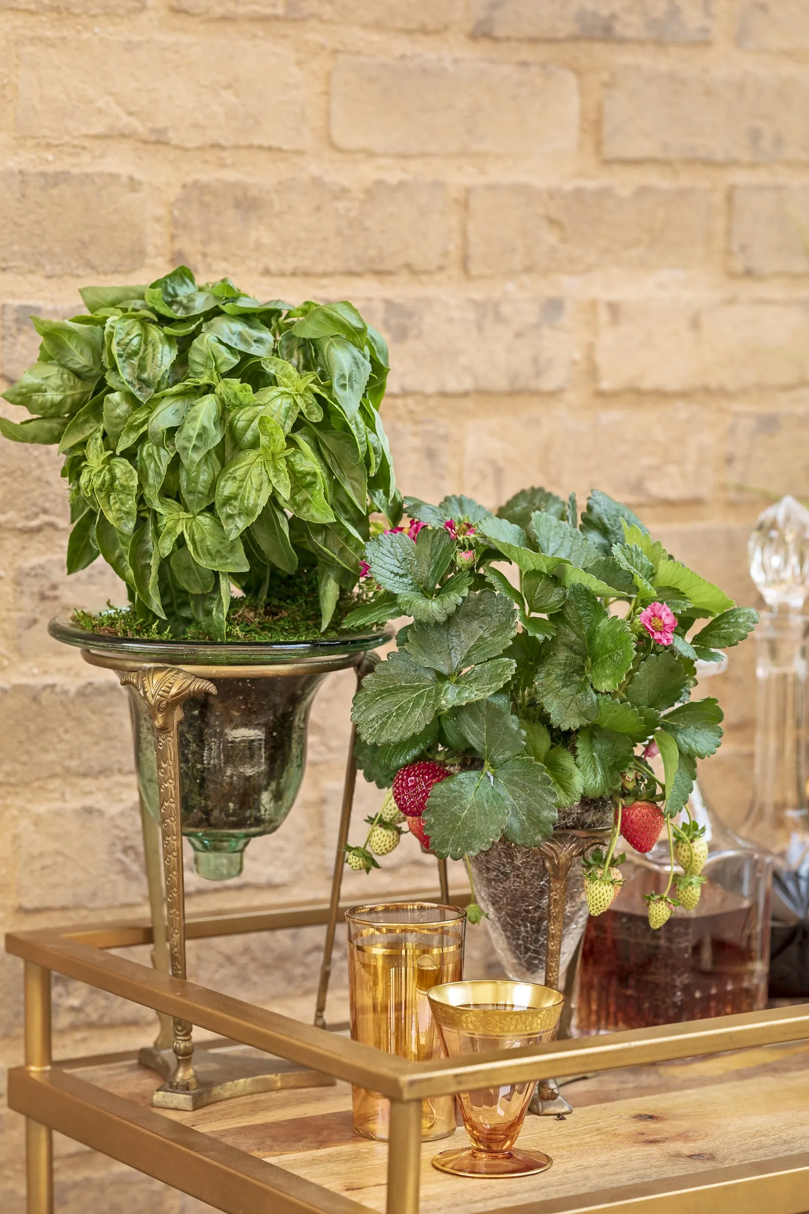 Amazel Basil® Sweet Italian Basil (Ocimum basilicum) — leafy presence with glossy