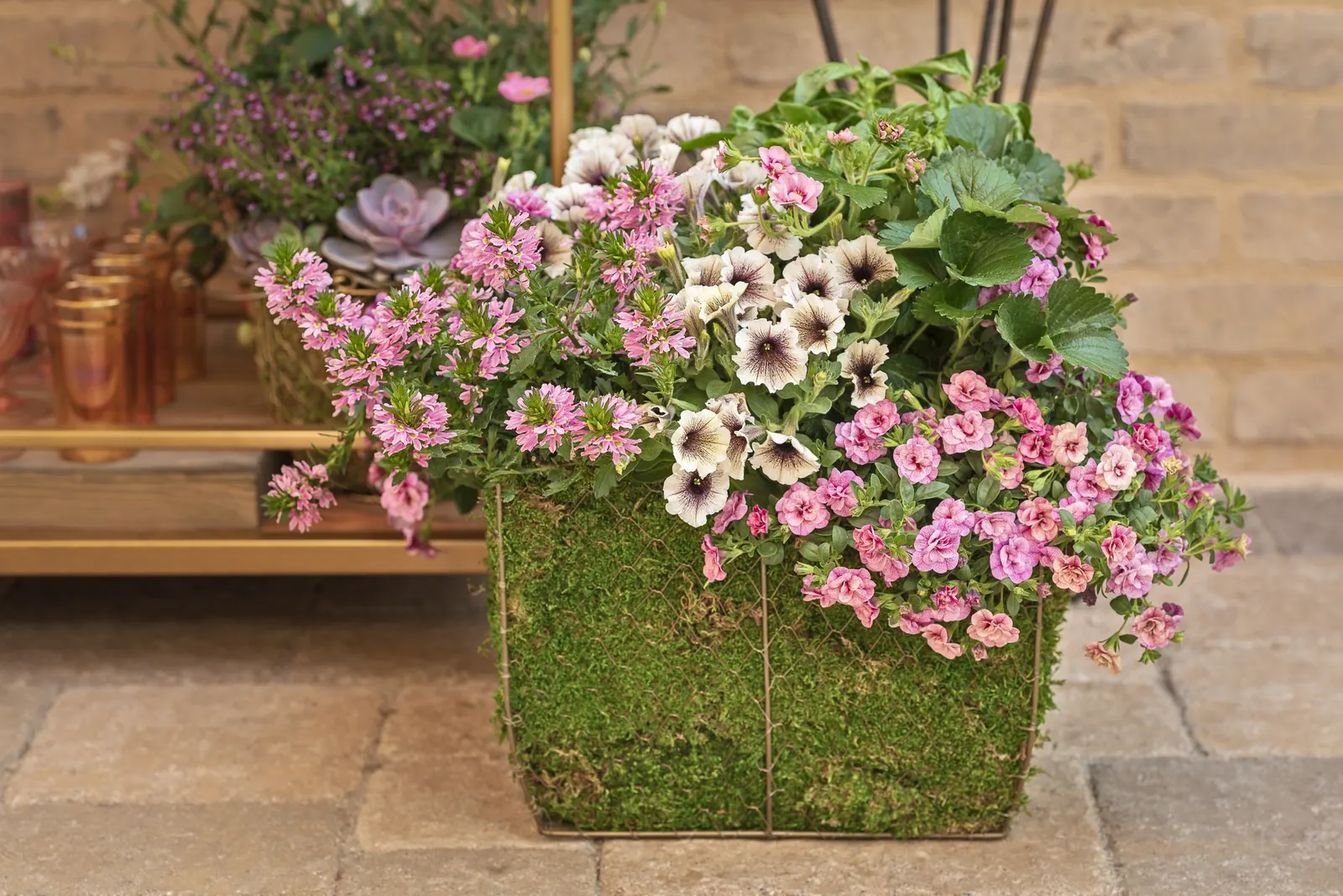 Latte™ Petunia — or place it near the front of beds as an edging plant; part of the Proven Winners® Supertunia® collection