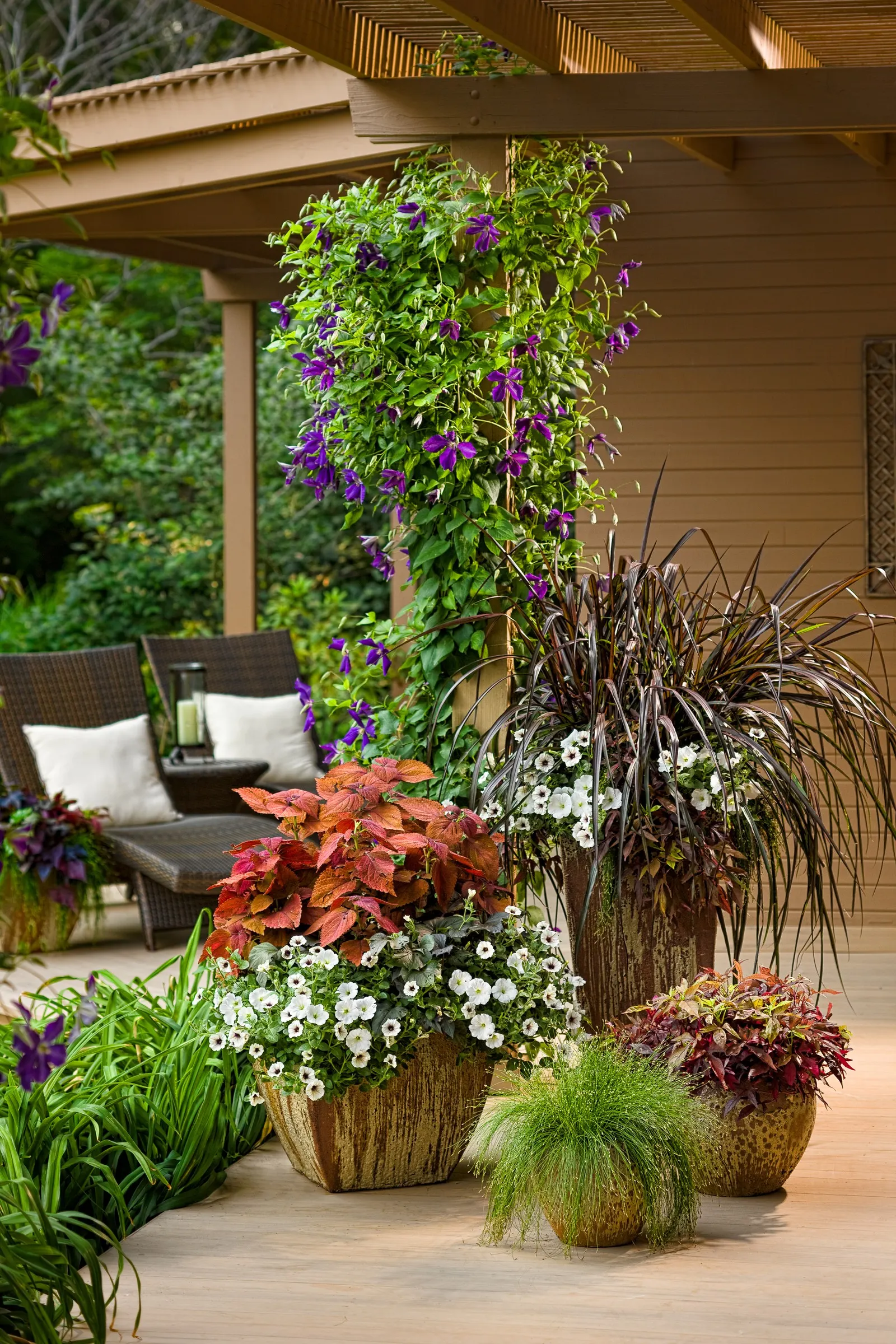 Vertigo® Purple Fountain Grass (Pennisetum purpureum) — Once your warm season grasses turn brown you can trim them back at almost any time; they, image 72
