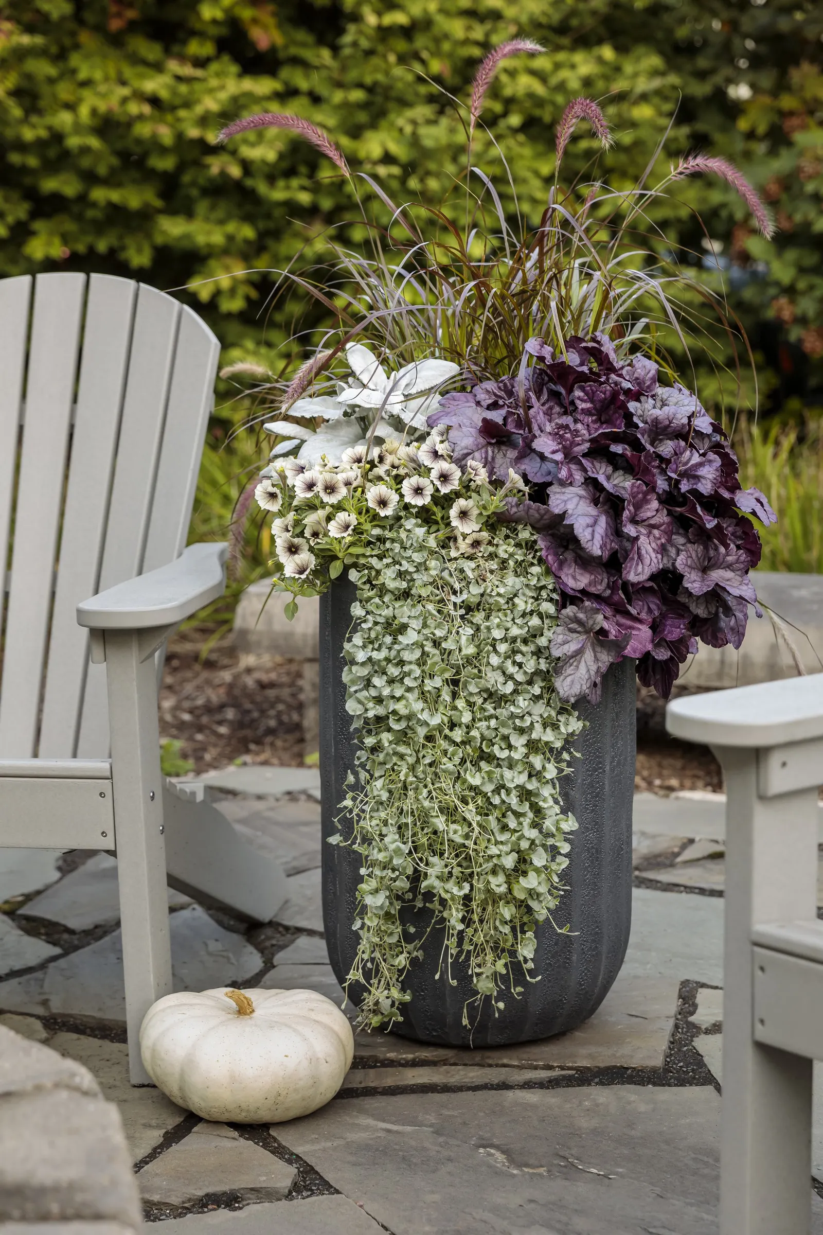 Latte™ Petunia — Latte™ responds handsomely to nutrition