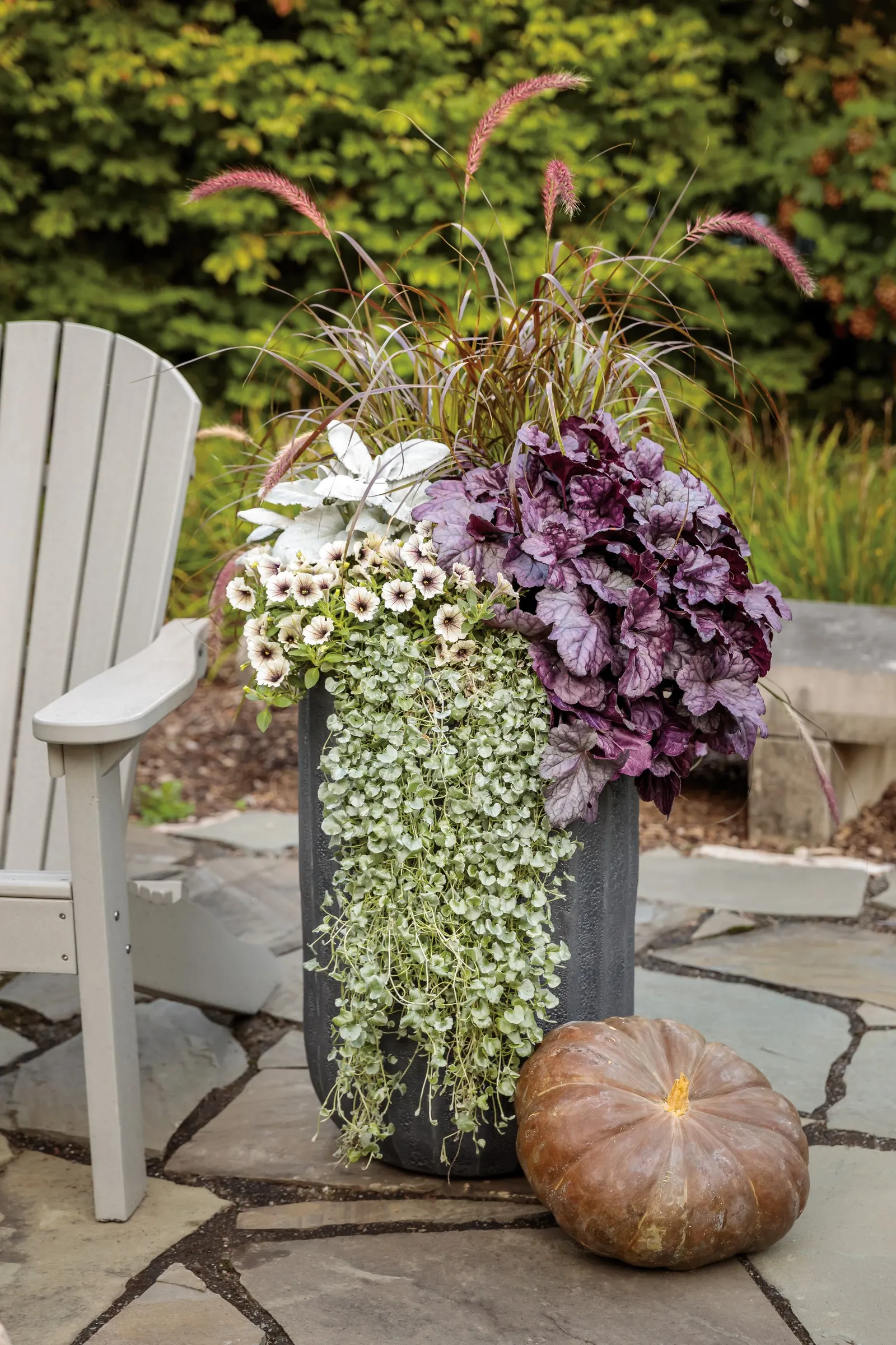 Latte™ Petunia — Gardeners in warm climates have noted its impressive tolerance of summer heat and rain