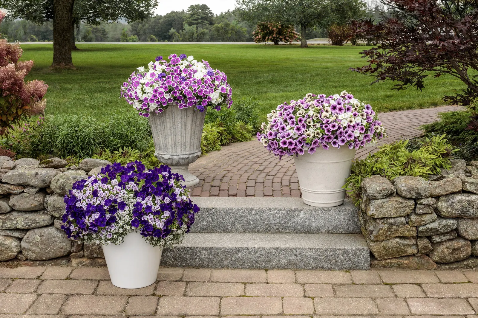 Bordeaux™ II Petunia — this updated form of Supertunia ® Bordeaux ™ petunia offers greater flower power that starts earlier in spring; that aren't, image 137