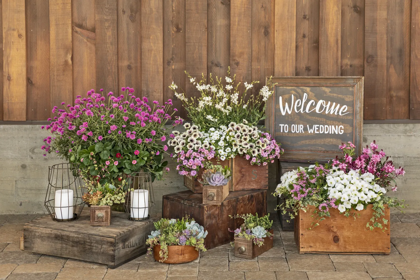 Latte™ Petunia — and if plants begin to look open after a long stretch of bloom; producing its best flowering with strong light and consistent moisture