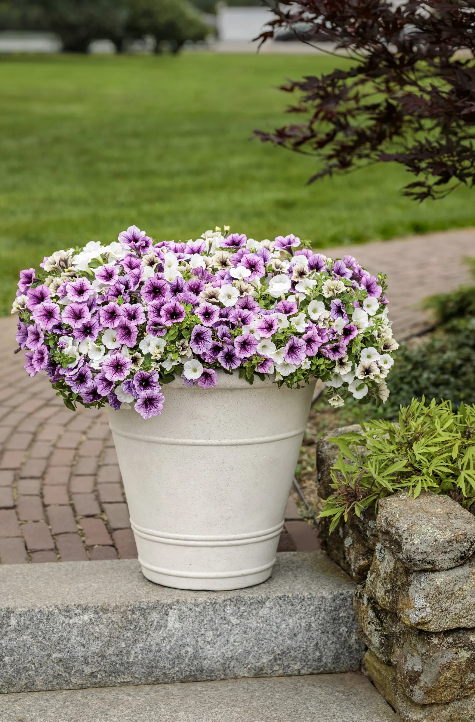 White Petunia — Proven Winners - Supertunia Mini Vista® White - Petunia white plant details, information and resources; a vigorous white trailing, image 73