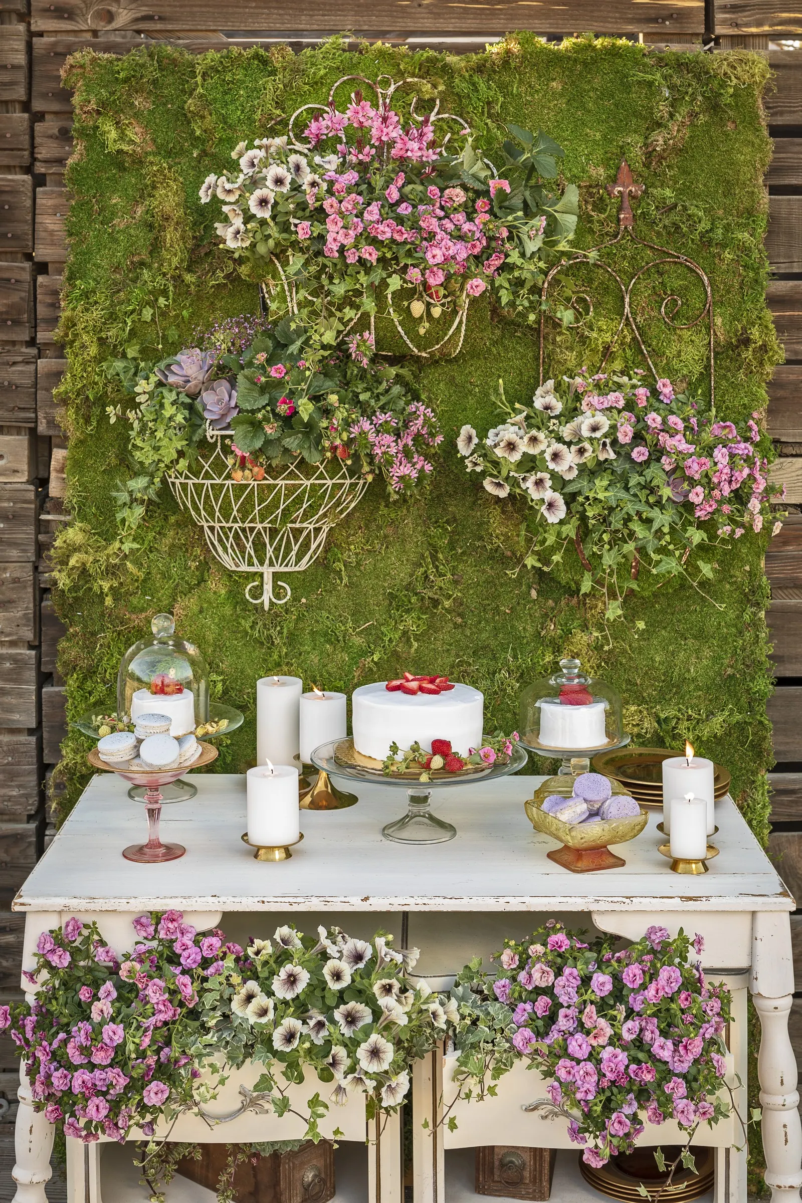 Double Smitten Pink™ Double Calibrachoa — commonly referred to as Double Smitten Pink™ Double Calibrachoa