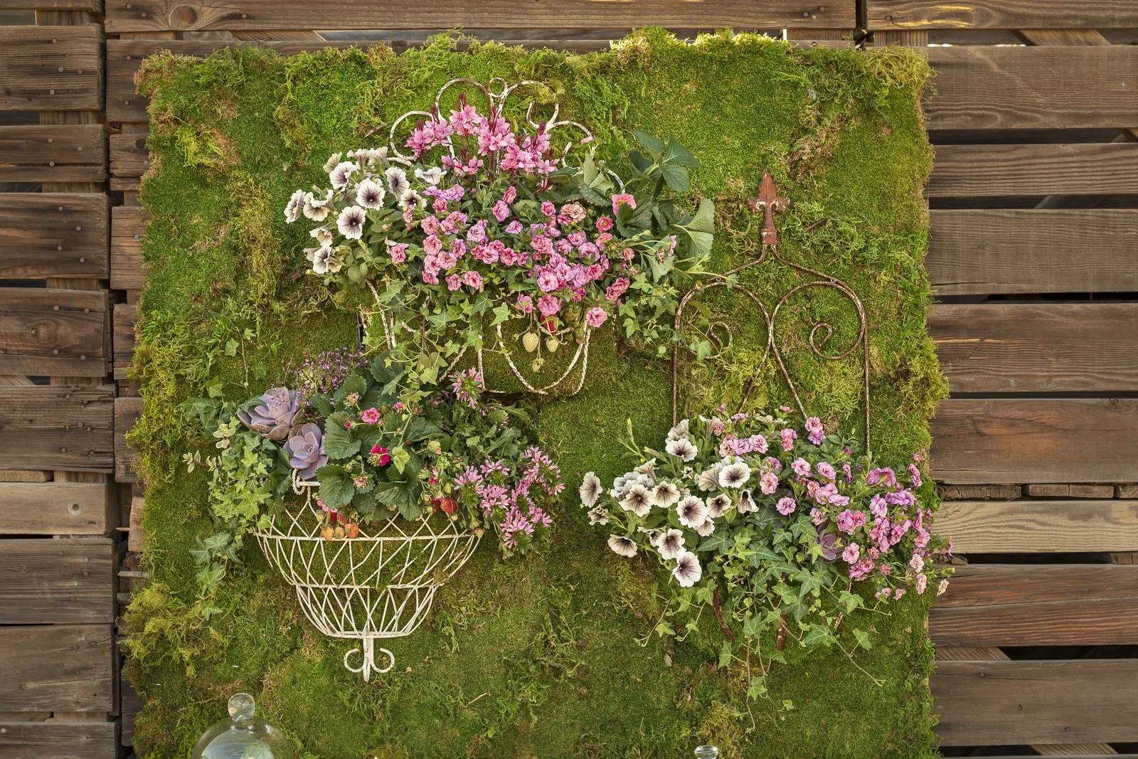 Double Smitten Pink™ Double Calibrachoa — petunia-like double flowers in a soft light pink and rose-pink bitone
