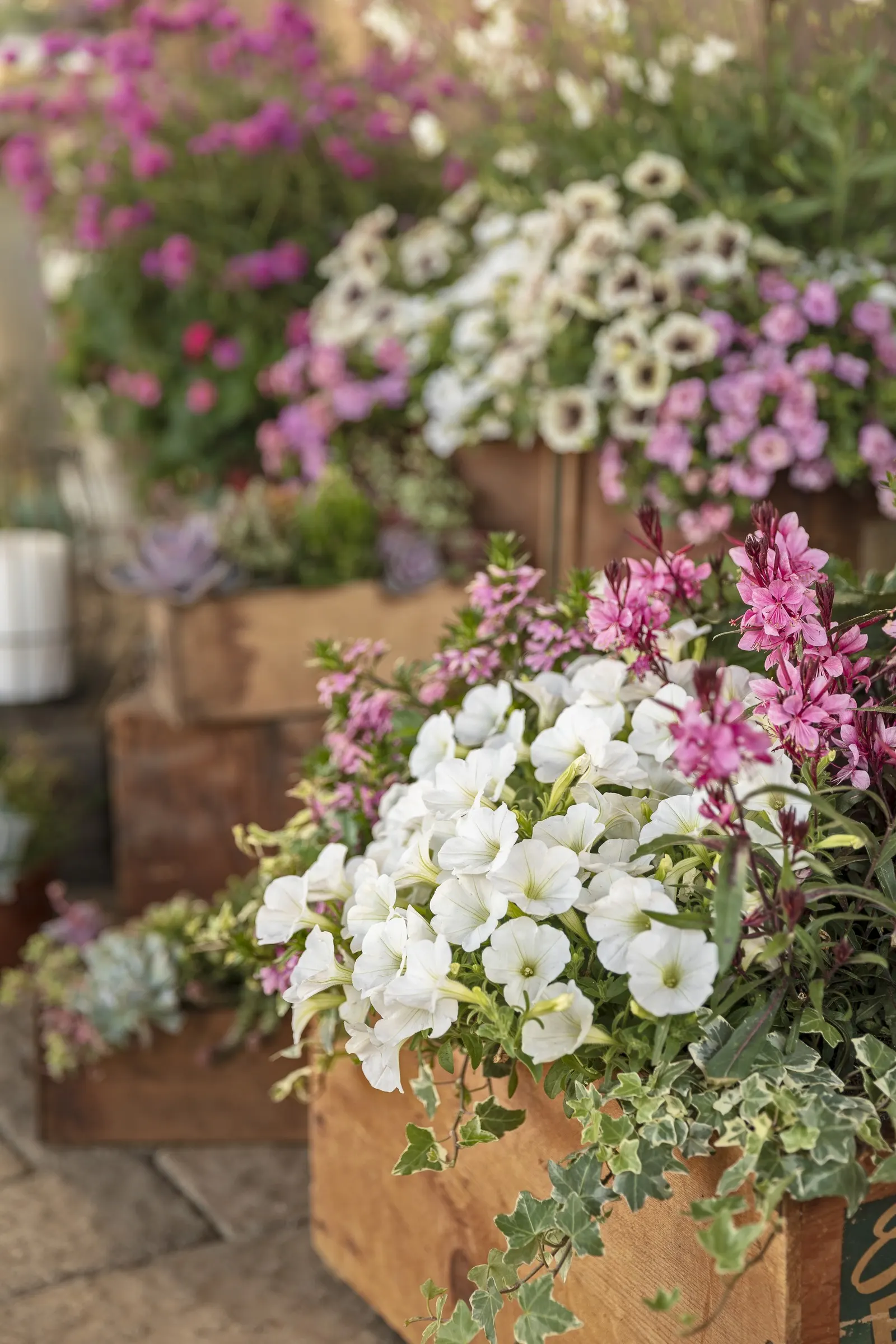 White III Calibrachoa — Allow the top of the potting mix to dry slightly between waterings