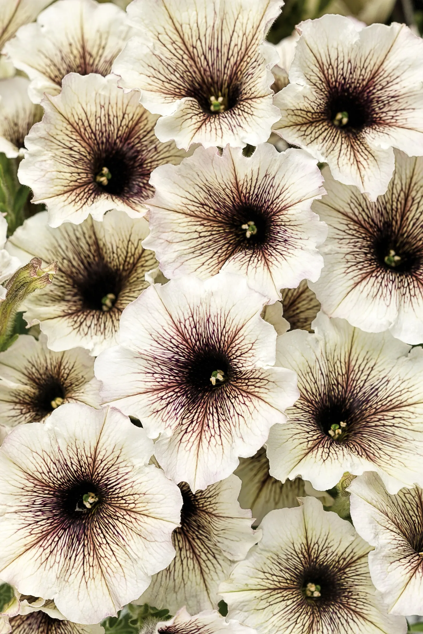 Latte™ Petunia — Its mounding-trailing habit creates a lush; but is most often used as a high-performing annual in seasonal designs, image 76