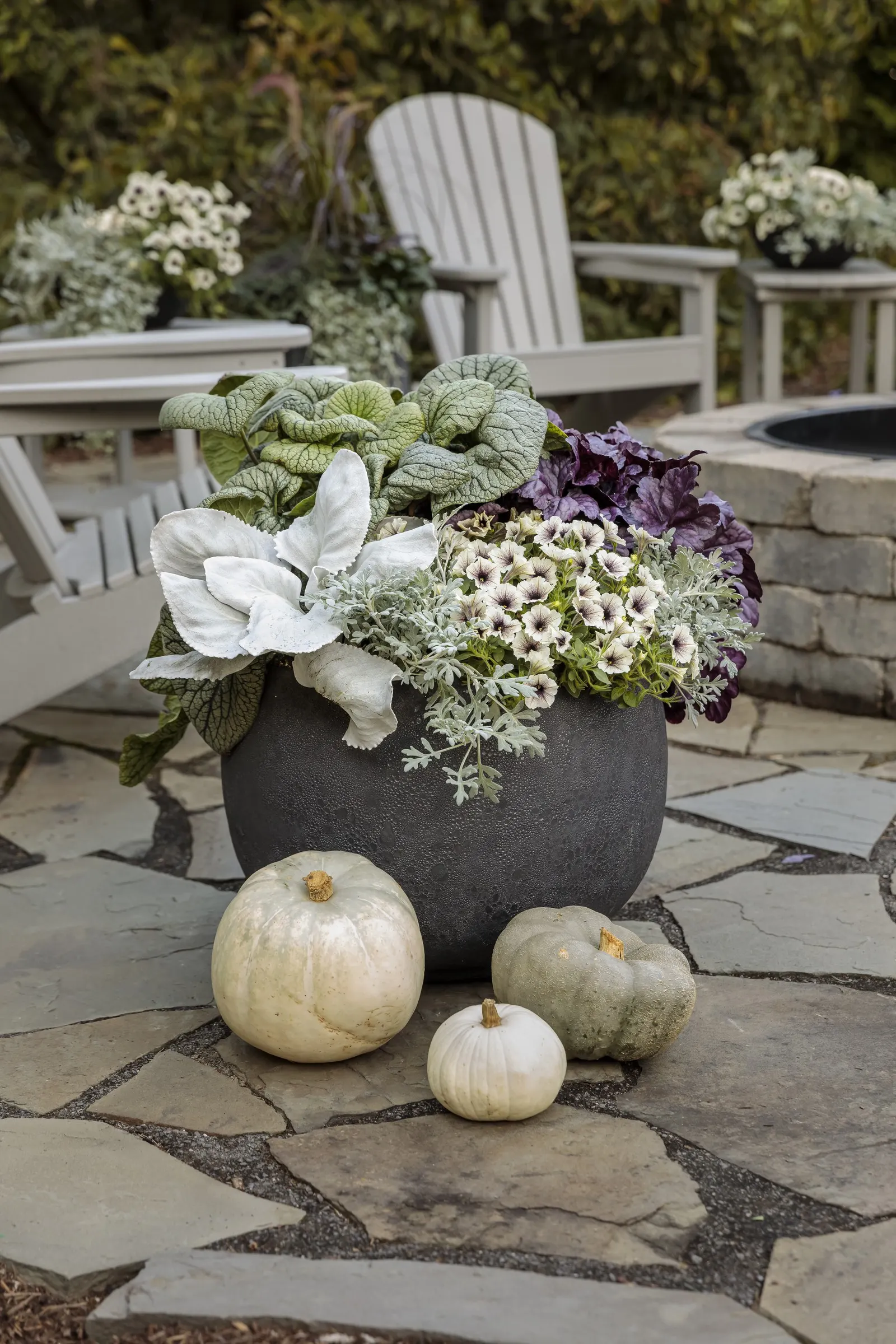Latte™ Petunia — producing its best flowering with strong light and consistent moisture; it grows 4-12 inches tall and spreads 18-24 inches, creating a soft
