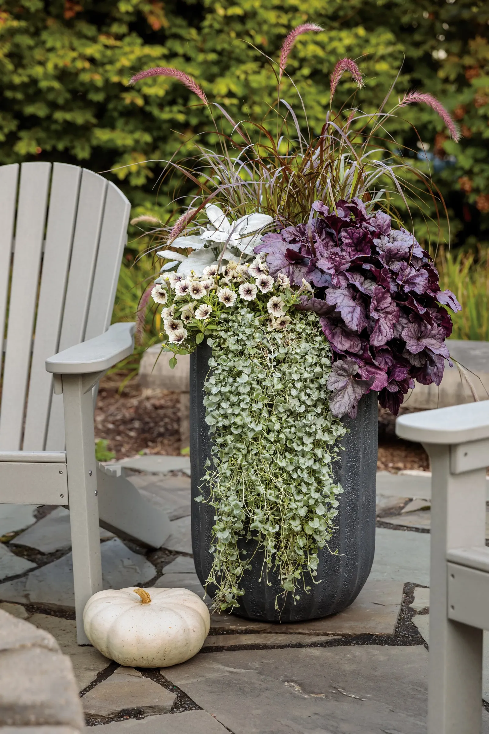 Silver Falls™ Dichondra (Dichondra argentea) — adding both tactile charm and quiet drama.<br><br>Compact at the crown but generous in its reach; ground cover